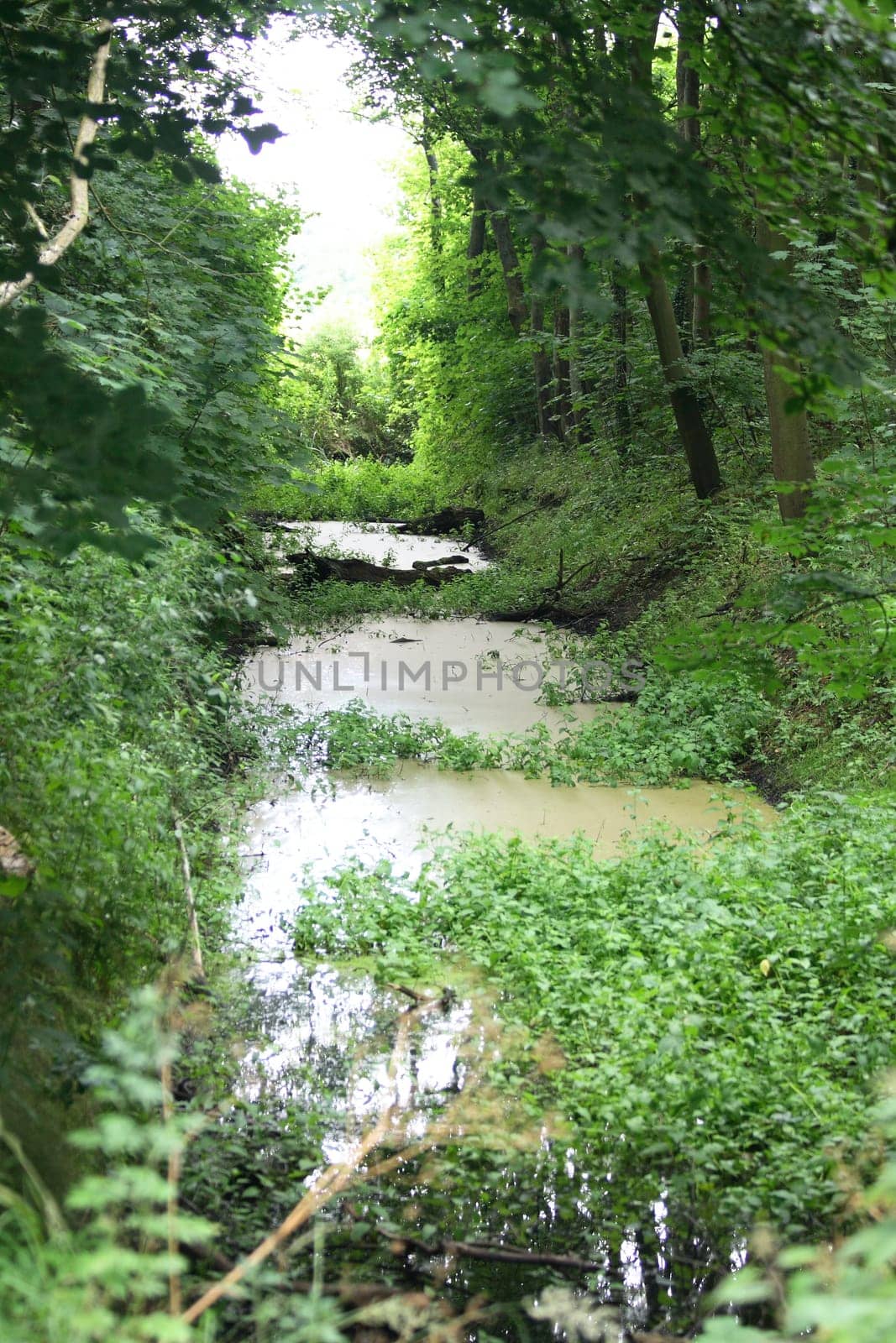 Some small trees inlaid a pond.