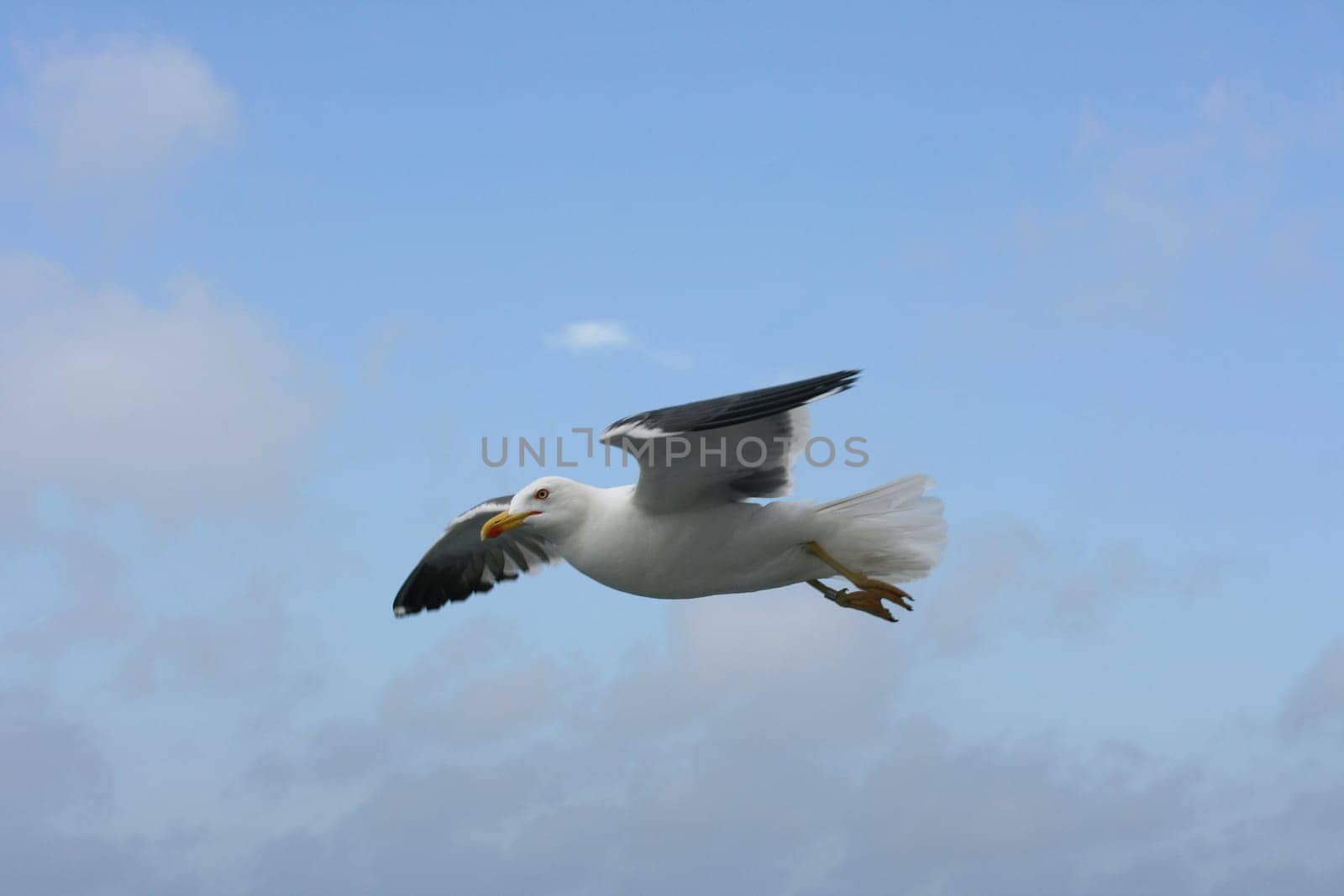 a close-up of a flying gull, with blue sky background