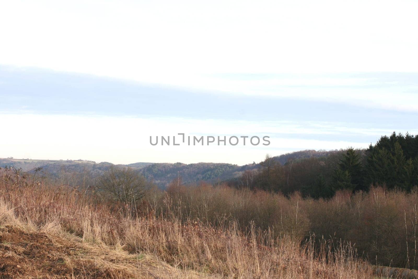 A landscape with wheat fields and forest.