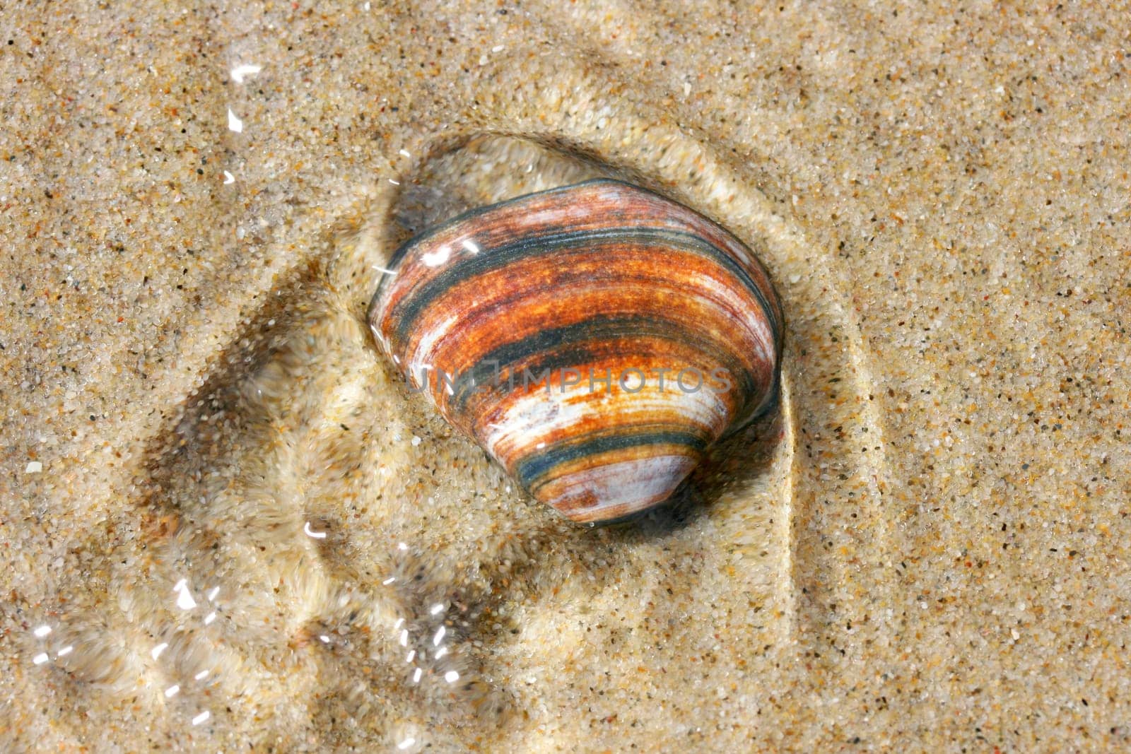 A washed up by the waves seashell lying in the sand