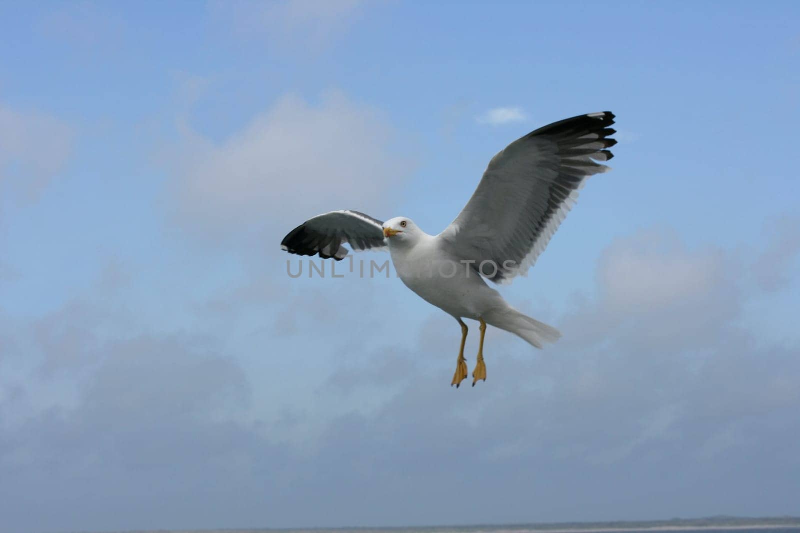 a close-up of a flying gull, with blue sky background