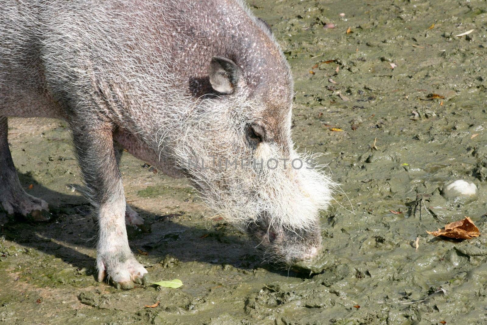 a detail shot of a wild boar (Sus scrofa).