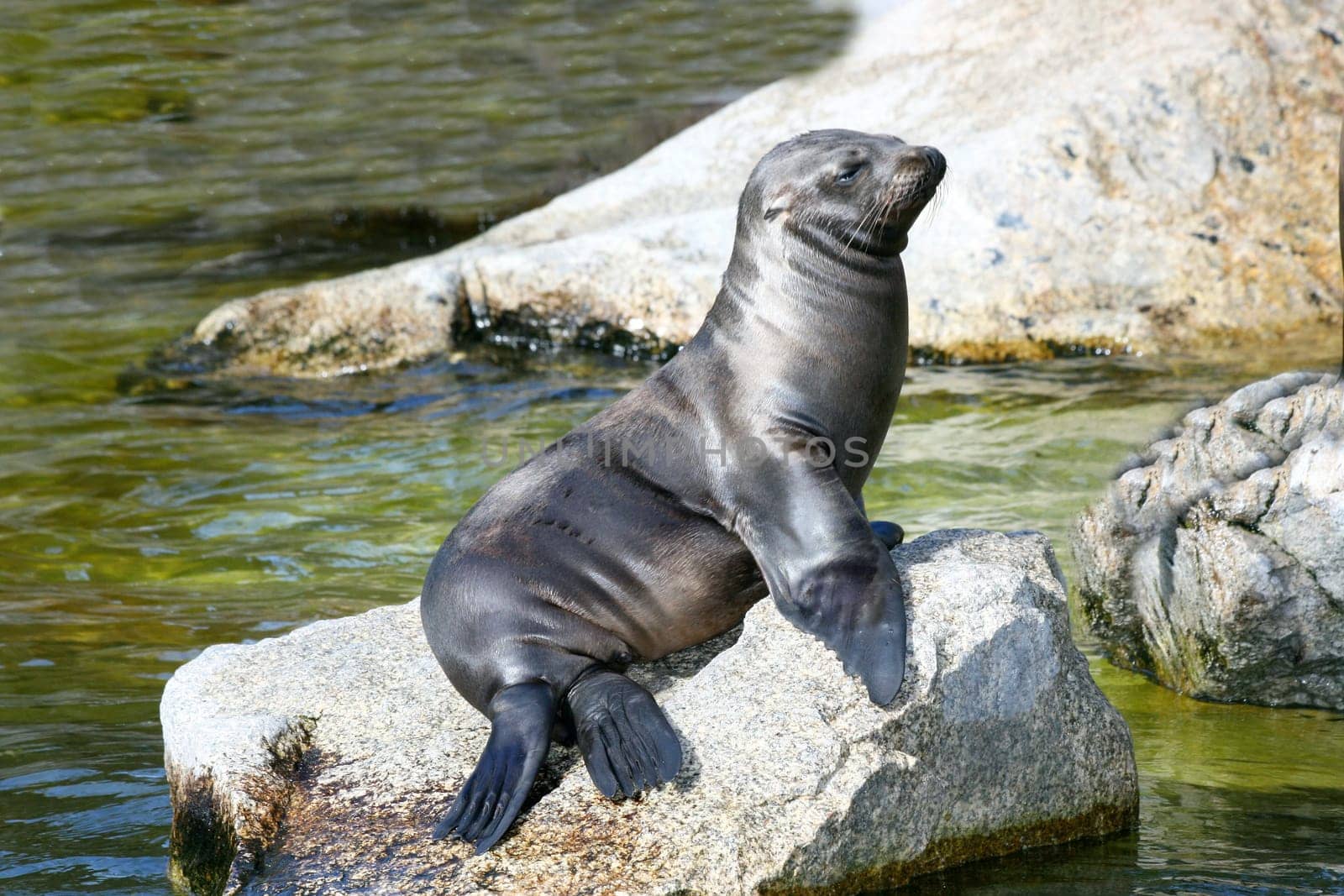 A seal sunning itself on a rock on the beach