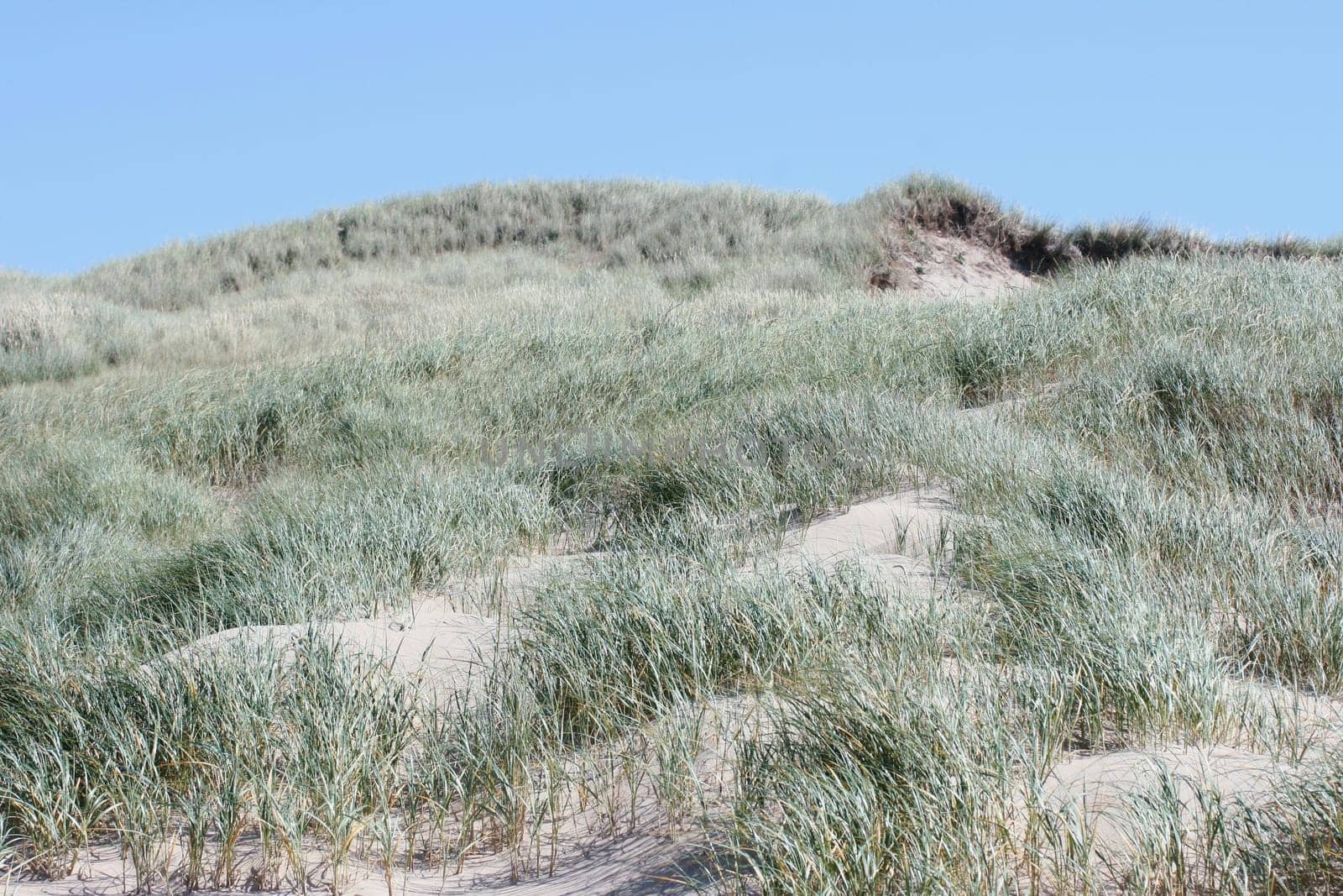 some dunes on the North Sea in the Netherlands.