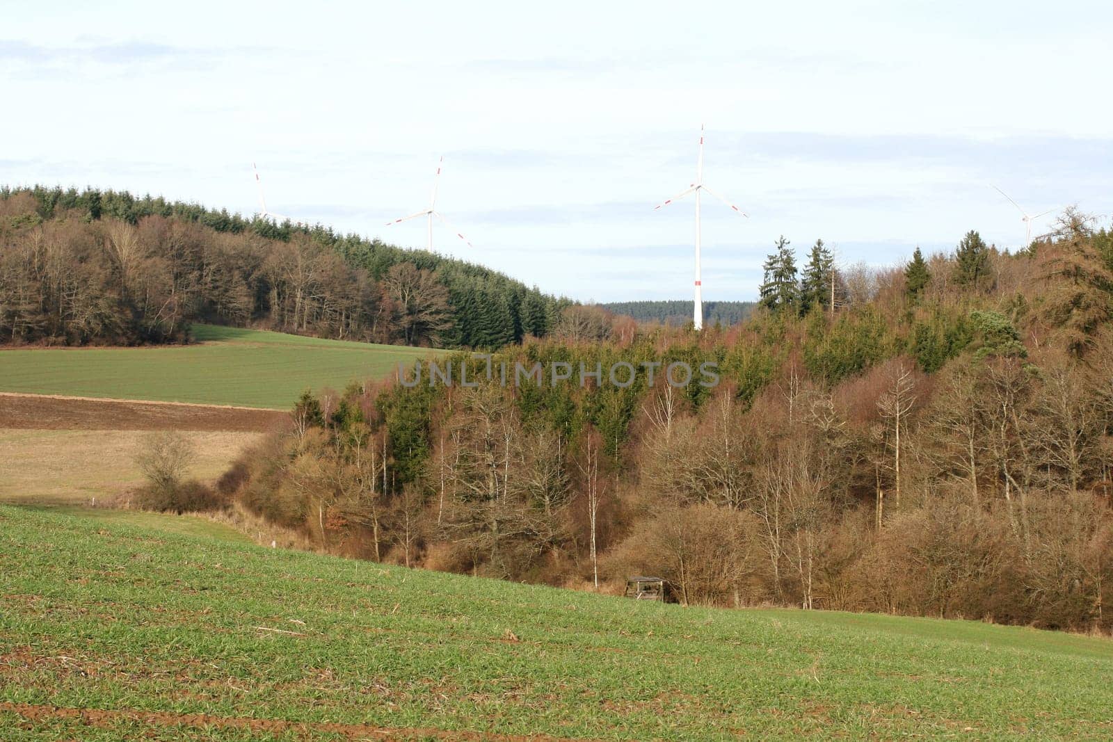 A landscape with wheat fields and forest.