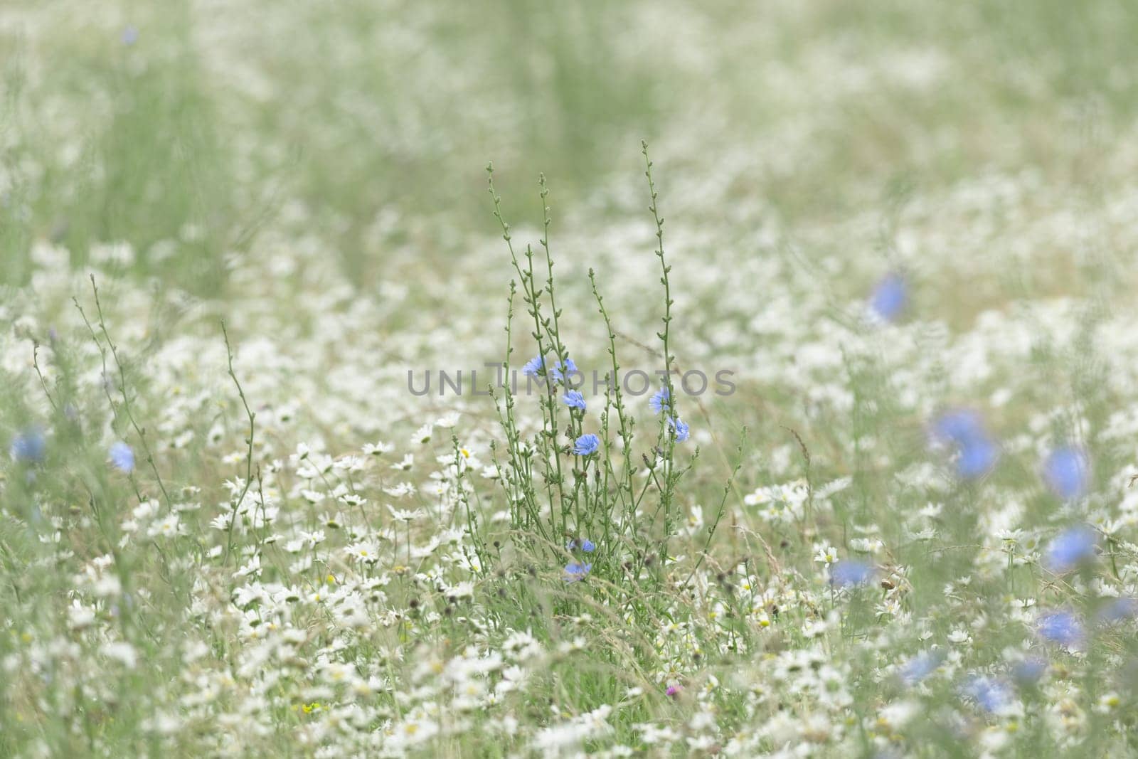 2 - Huge amount of many wild white daisies carpet the meadow floor, and a patch of slender chicory blue flowering plants rise above them.