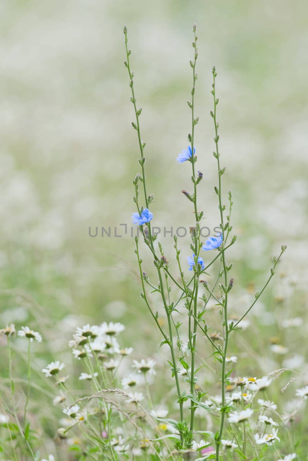 1 - Selective focus vertical image of slender green chicory plants in a meadow, with bright blue flowers. Smooth background of many white daisies