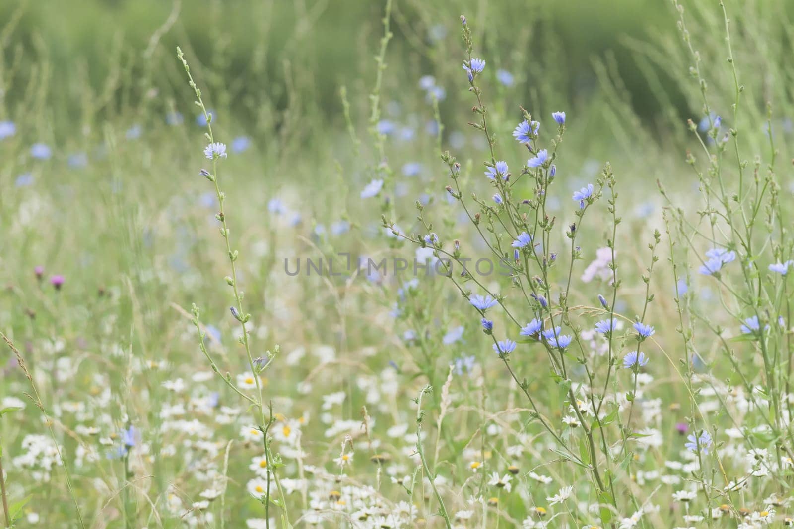 4 -Level dense flowering plants cover this meadow. Background and texture use, subject is a large blue flowering chicory plant.