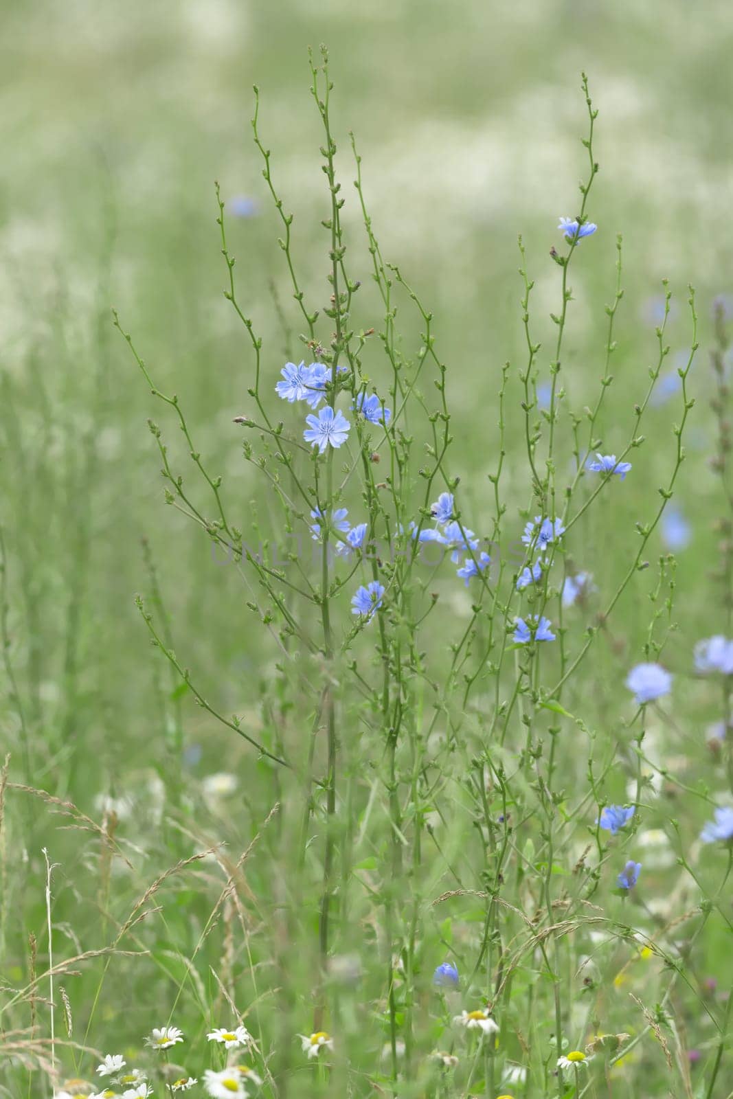 5 - Green and blue vertical image of a few chicory wild meadow flowers. Beautiful blue daisy like flowers on slender green stems. Selective focus.