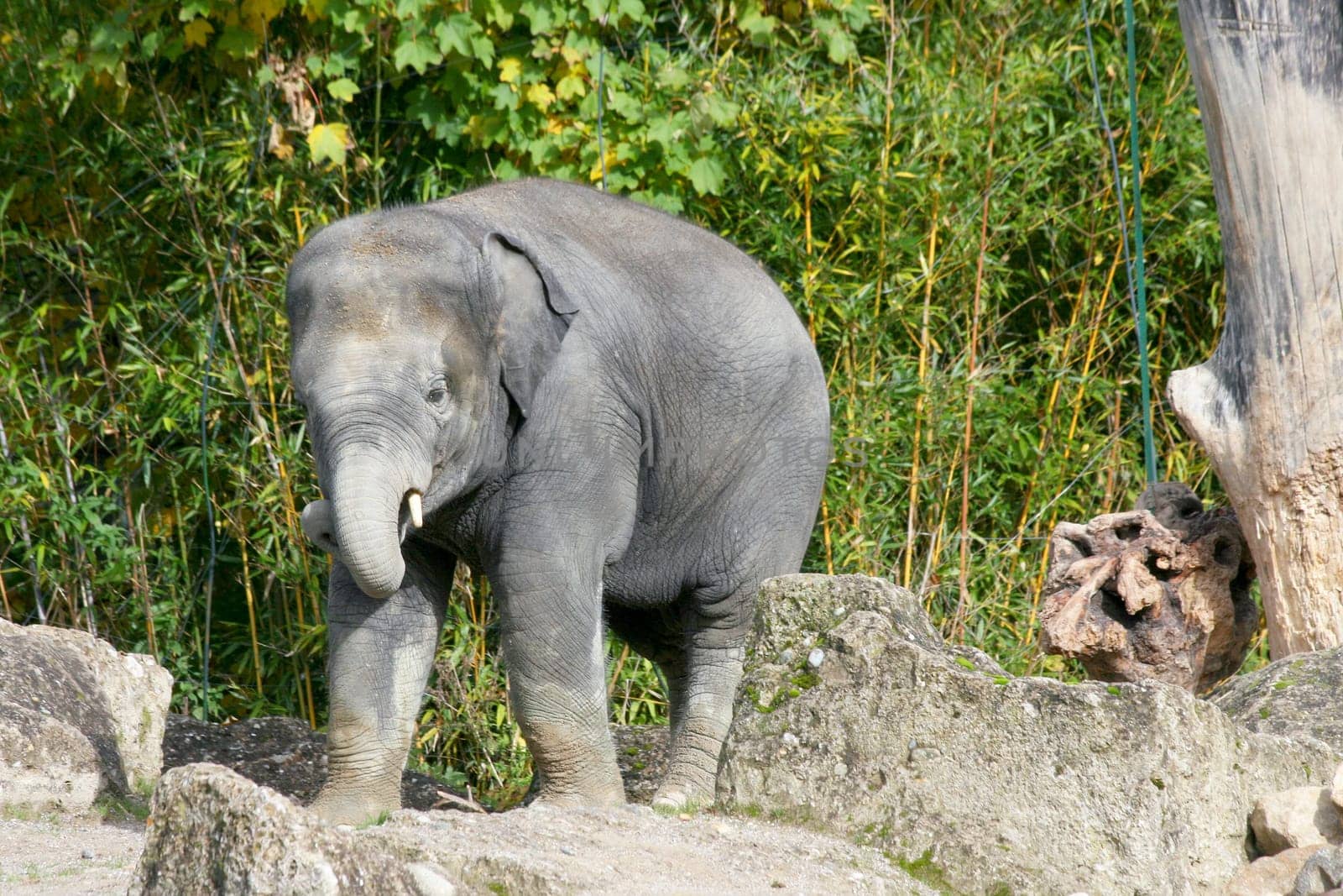 Seen an Asian elephant (Elephas maximus) from the side.