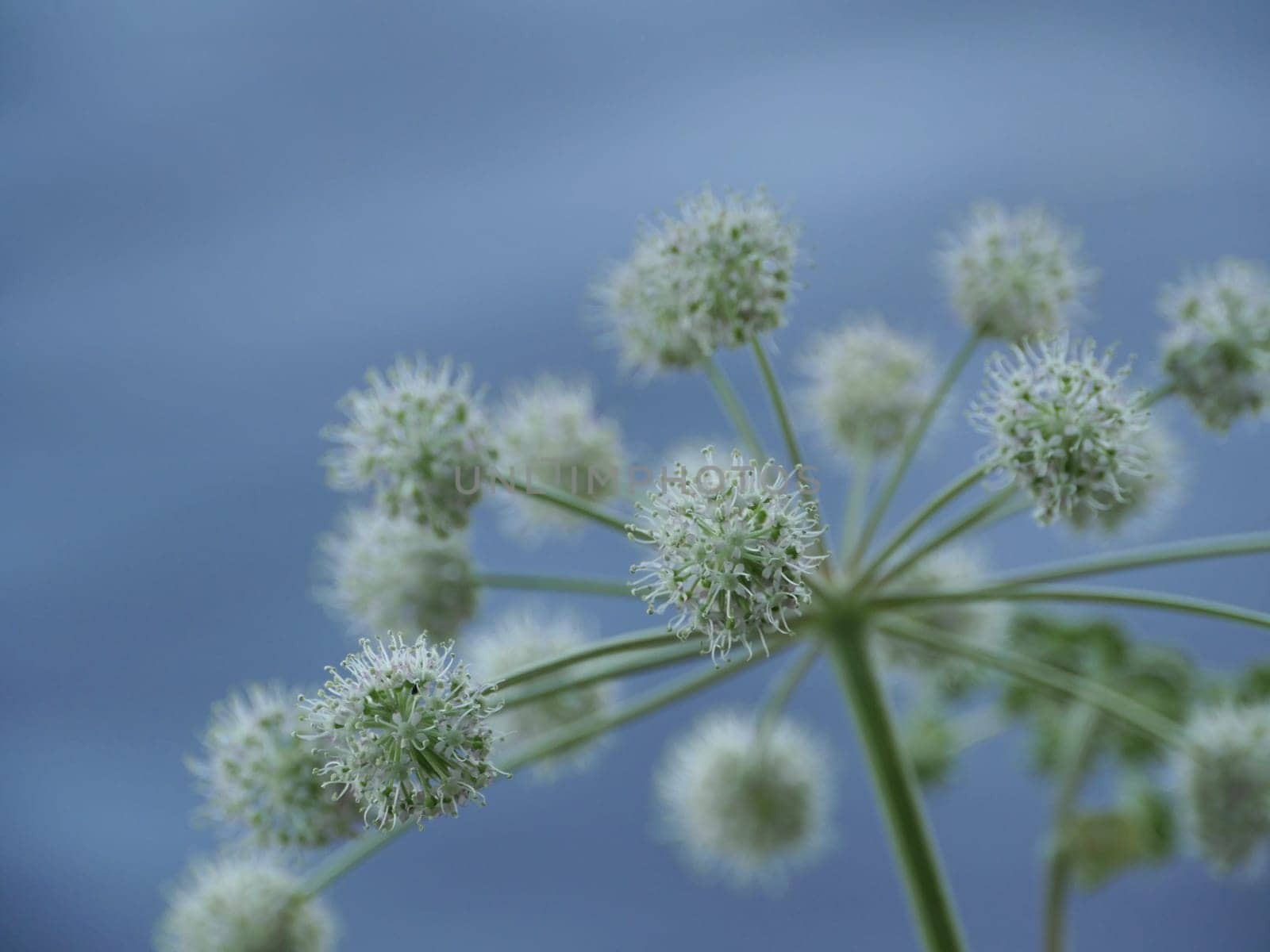 Angelica umbrella inflorescence of flowers on a blue background close-up