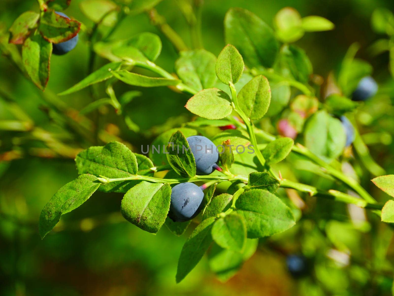 forest berries blueberries on a branch close-up
