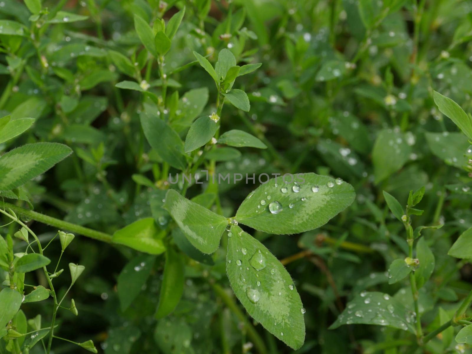 cold morning dew on the leaves of green grass