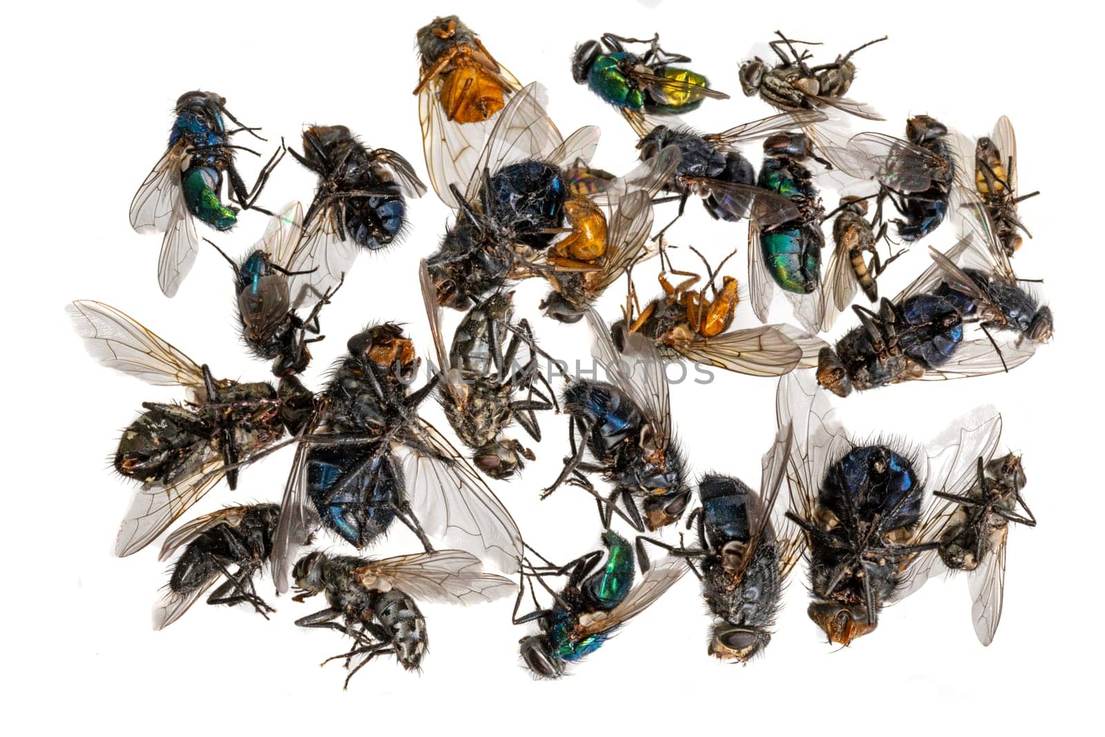 Many different colorful dead insects are in one pile. Isolated on white