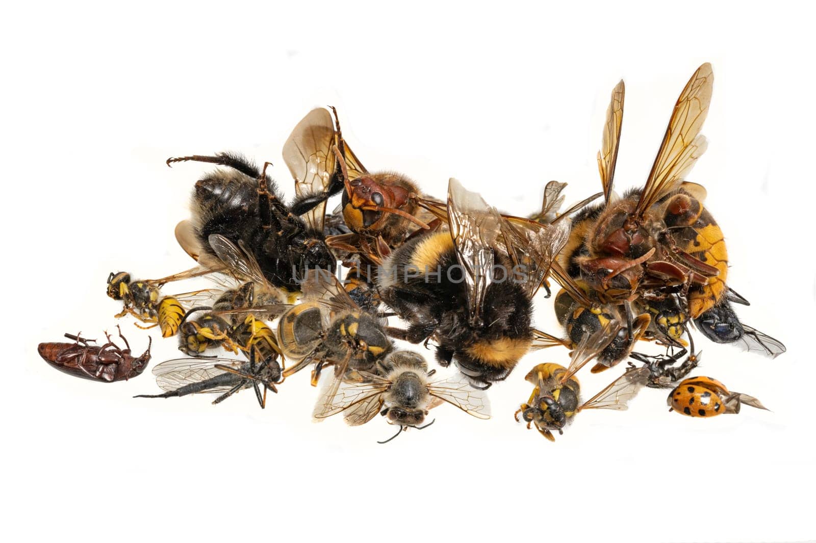 Many different colorful dead insects are in one pile. Isolated on white