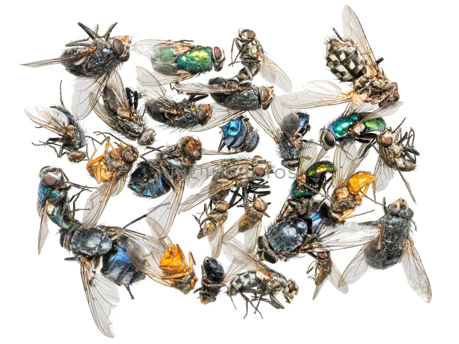 Many different colorful dead insects are in one pile. Isolated on white