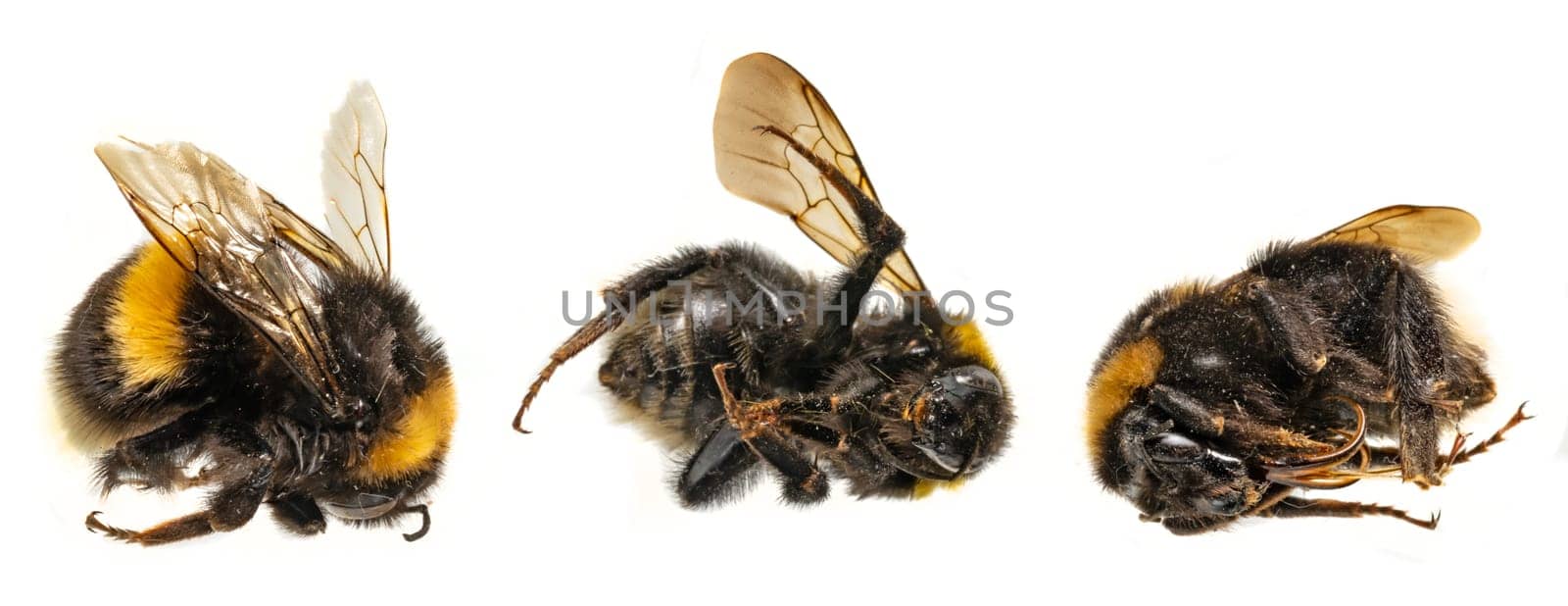 Three dead bumblebees lie next to each other against a white background