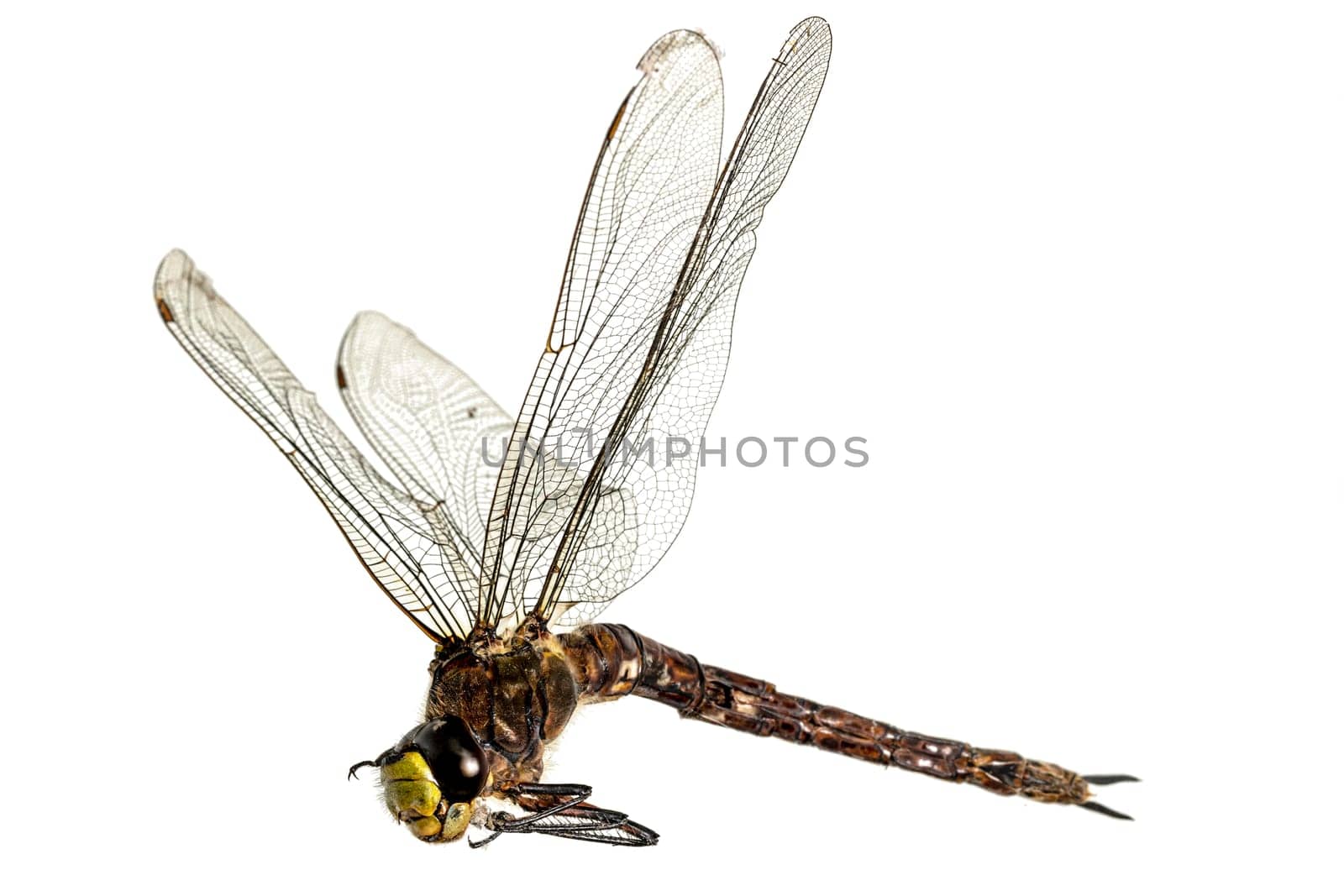 Large dead dragonfly lies on its side with outstretched wings against a white background