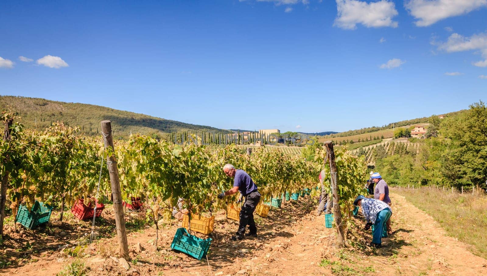 Tuscany, Italy, September 21, 2015: farmers are harvesting grapes for wine making at a vineyard in Tuscany, Italy