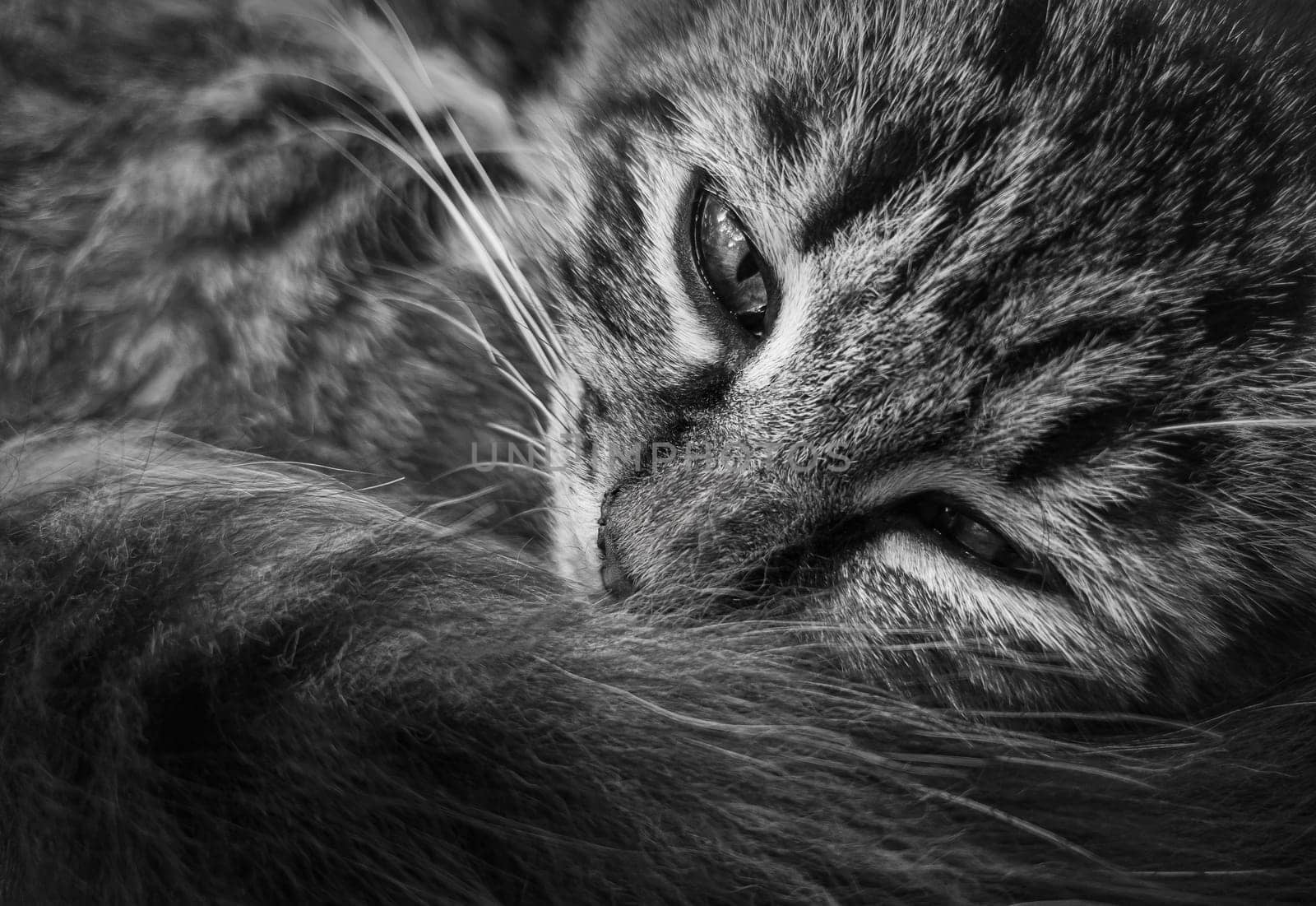 Close up marvelous black and white portrait of a moody kitten, lying down thoughtful. Striped cat, wise look, sad emotion. Furry pet resting. Sleepy feline, relaxed and upset expression.
