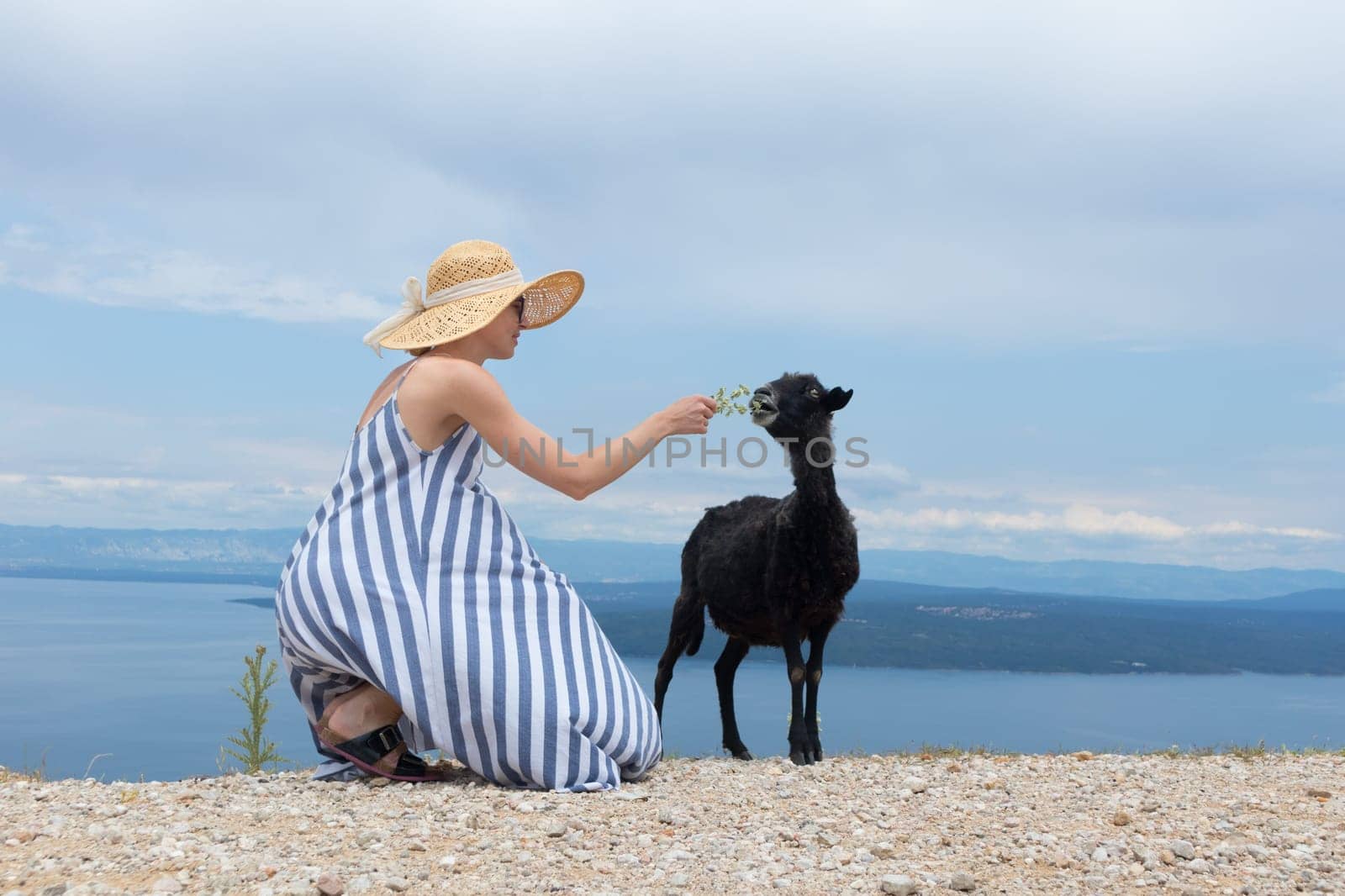 Young attractive female traveler wearing striped summer dress and straw hat squatting, feeding and petting black sheep while traveling Adriatic coast of Croatia.