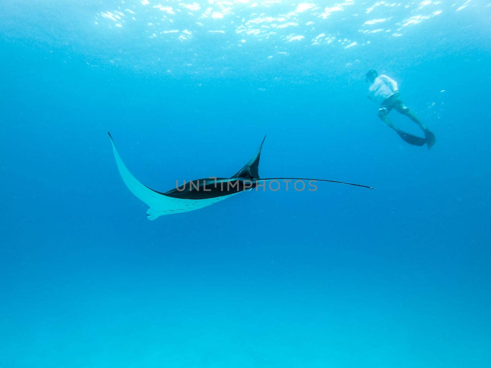 Male free diver and Giant oceanic manta ray, Manta Birostris, hovering underwater in blue ocean. Watching undersea world during adventure snorkeling tour on Maldives islands.
