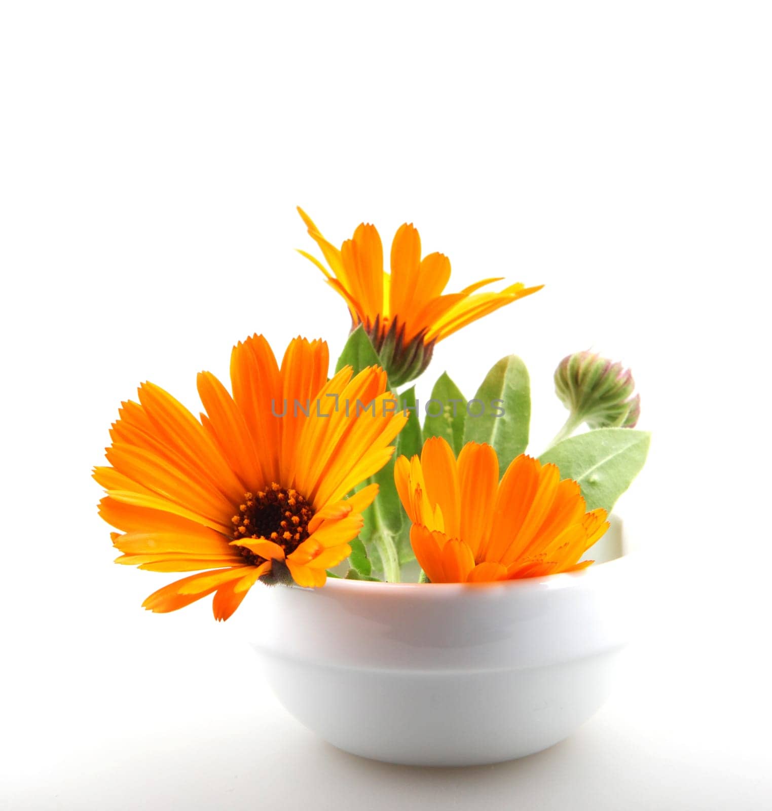 Beautiful blossoming yellow marigold on white background. Calendula officinalis