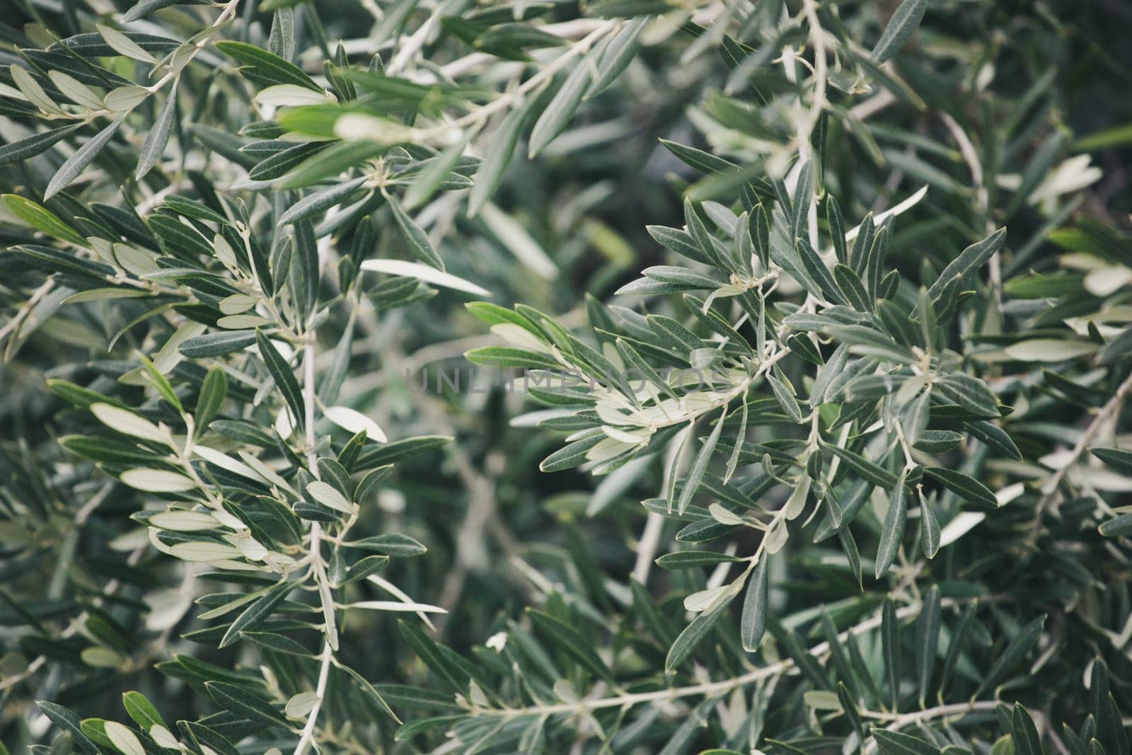 Image Of Olive Tree Background.