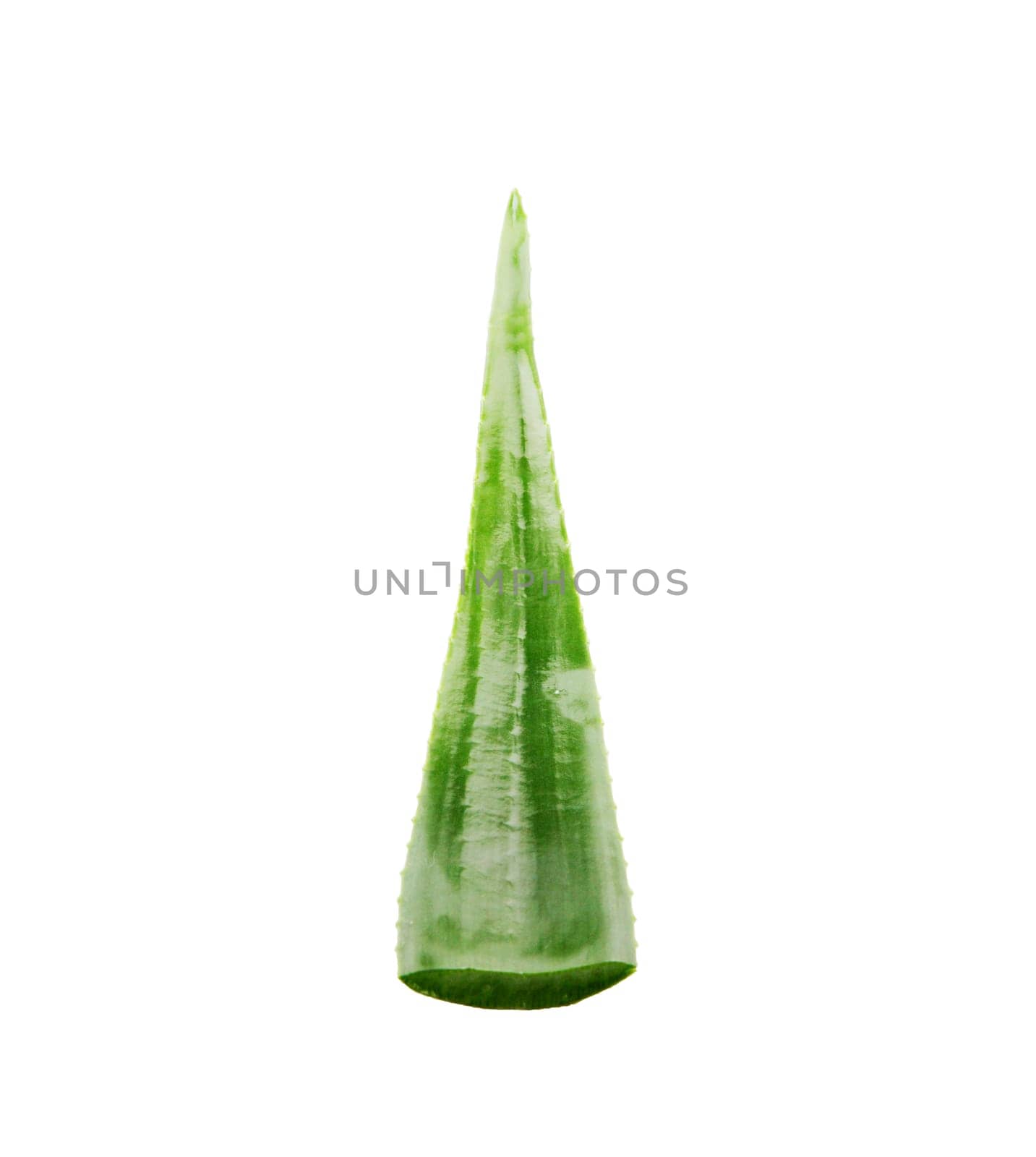 Aloe Vera Plant Isolated On White Background