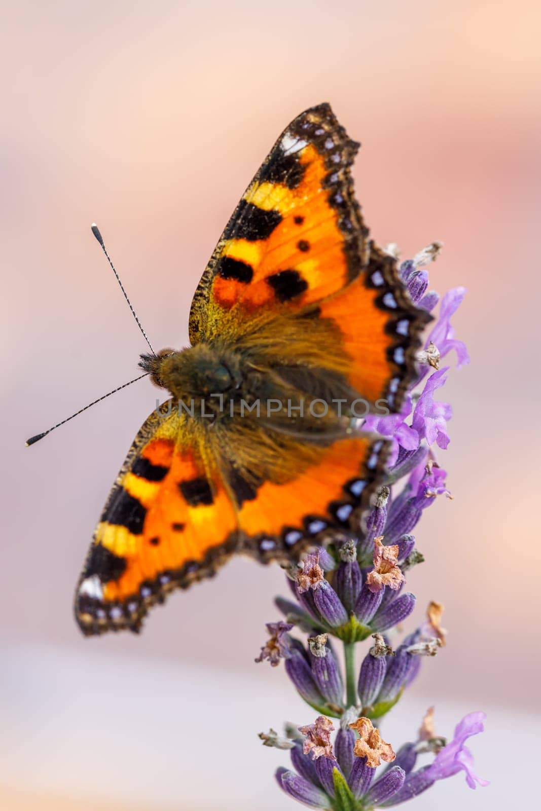 Small tortoiseshell, beautiful butterfly (Aglais urticae) on lavender. Europe, Czech Republic wildlife