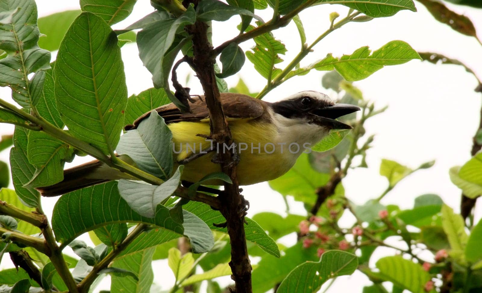 salvador, bahia / brazil - november 14, 2010: bird ben-ti-vi is seen in a tree in the city of Salvador.