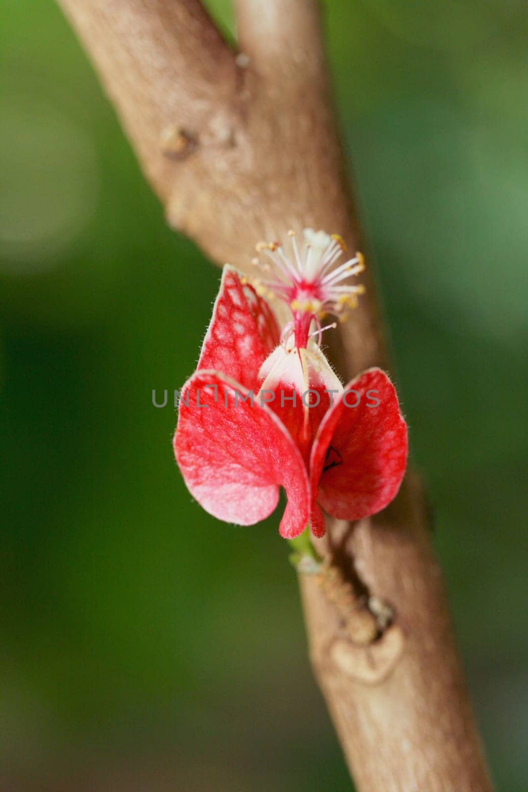 Goethea (Goethea cauliflora) is a mallow family and comes from Brazil.