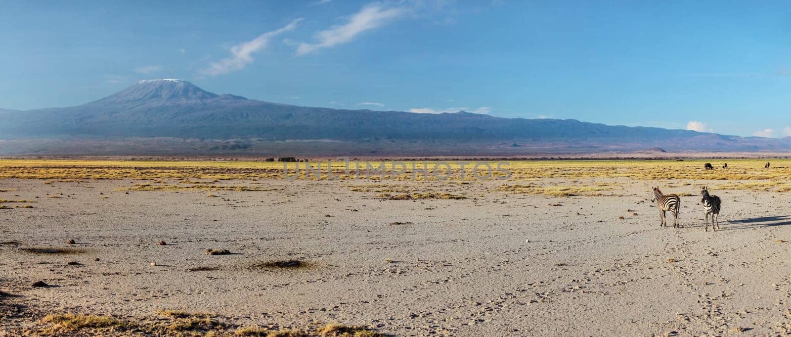 High resolution wide panorama of two plains zebra (Equus quagga, formerly Equus burchellii) walking under mount Kilimanjaro in the evening. Amboseli national park, Kenya
