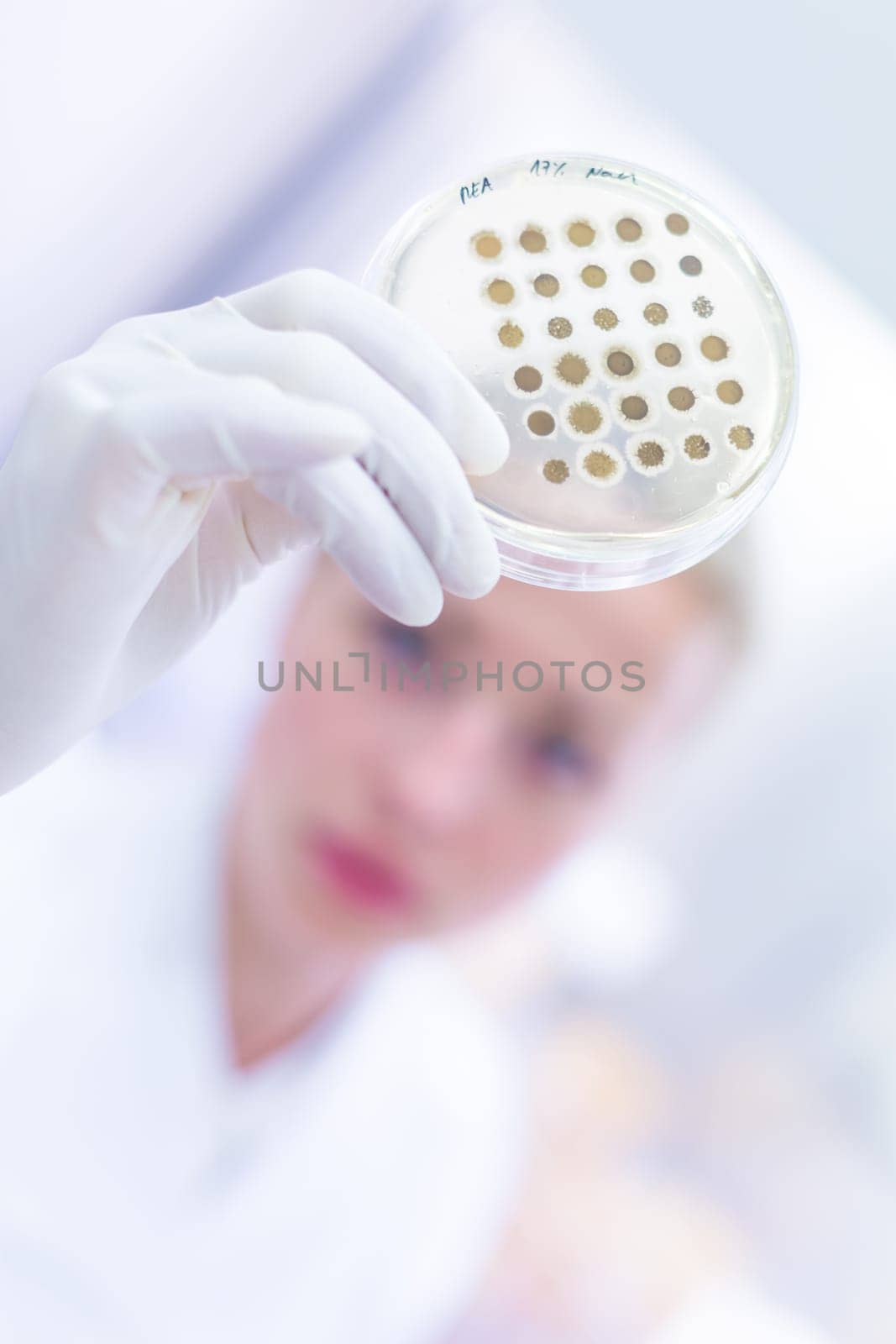 Scientist growing bacteria in petri dishes on agar gel as a part of scientific experiment. Corona virus pandemic concept. Development of virus treatment drug.
