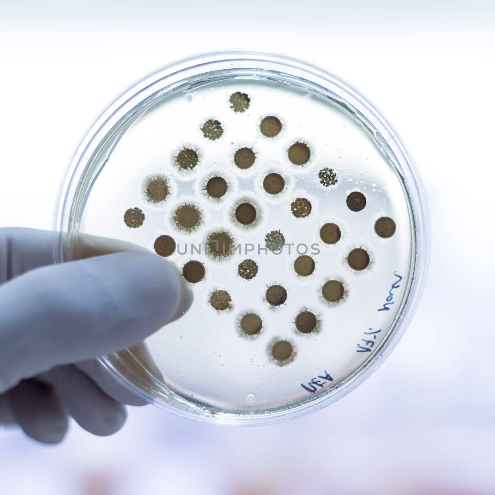 Scientist growing bacteria in petri dishes on agar gel as a part of scientific experiment. Corona virus pandemic concept. Development of virus treatment drug.
