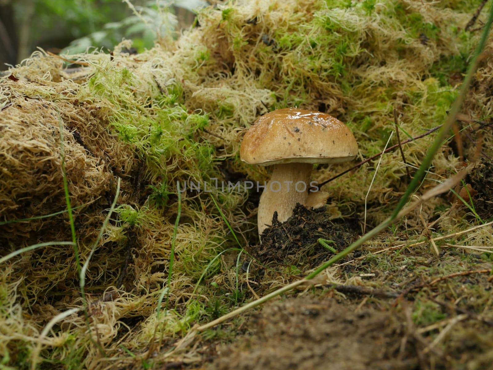white mushroom boletus in moss close to