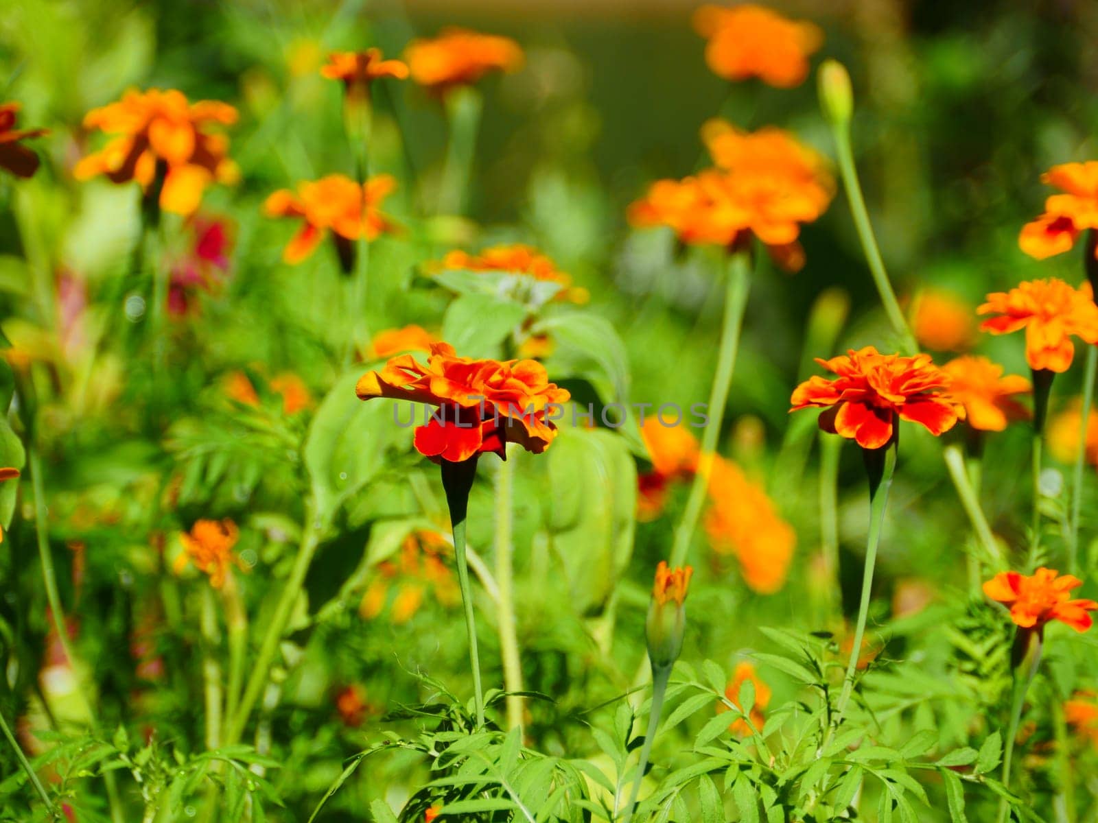 bright yellow orange flowers marigolds in garden close-up