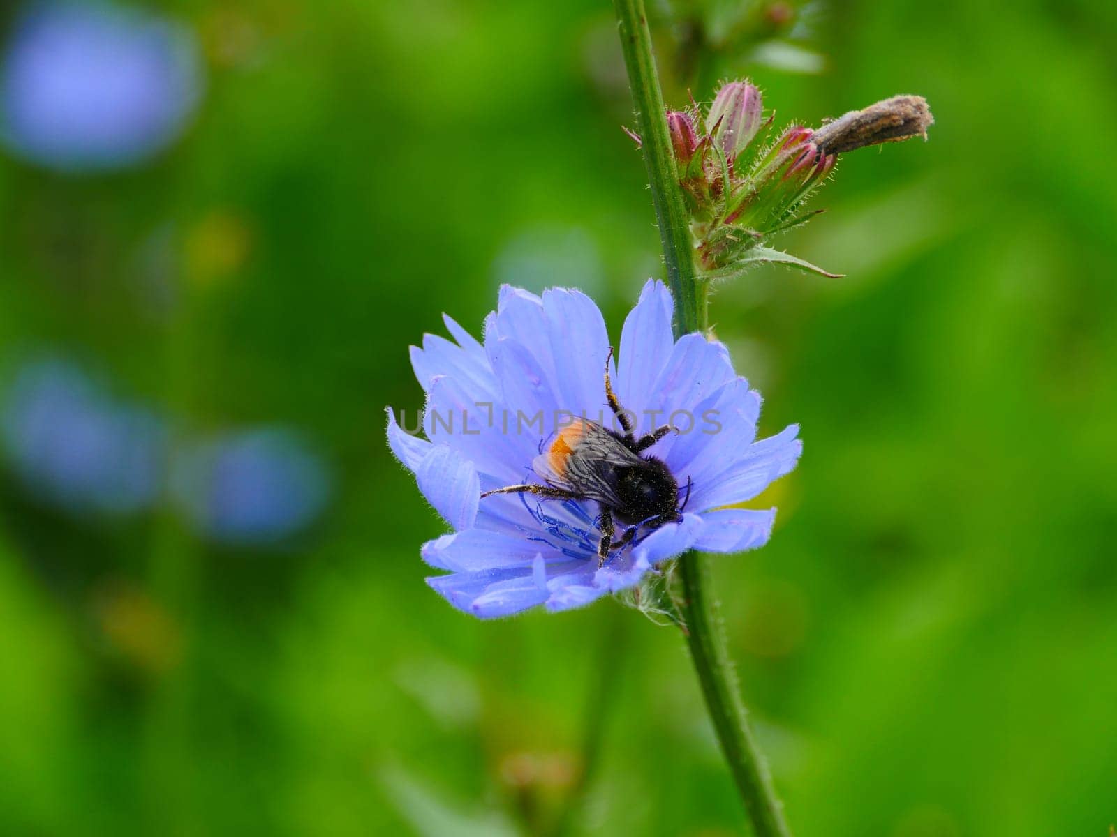 big bumblebee on chicory flower close-up