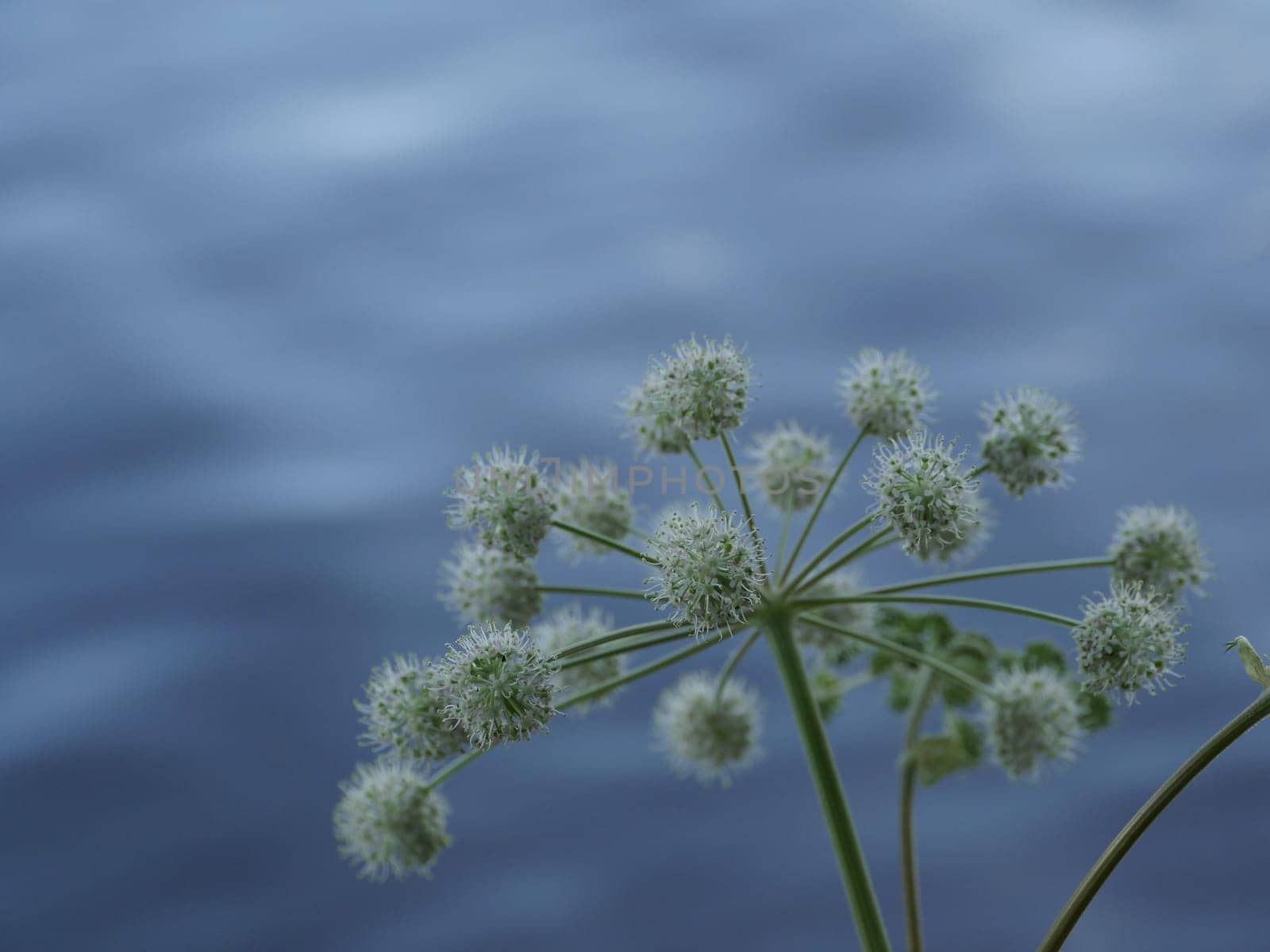 Angelica inflorescence of flowers on a blue background close-up