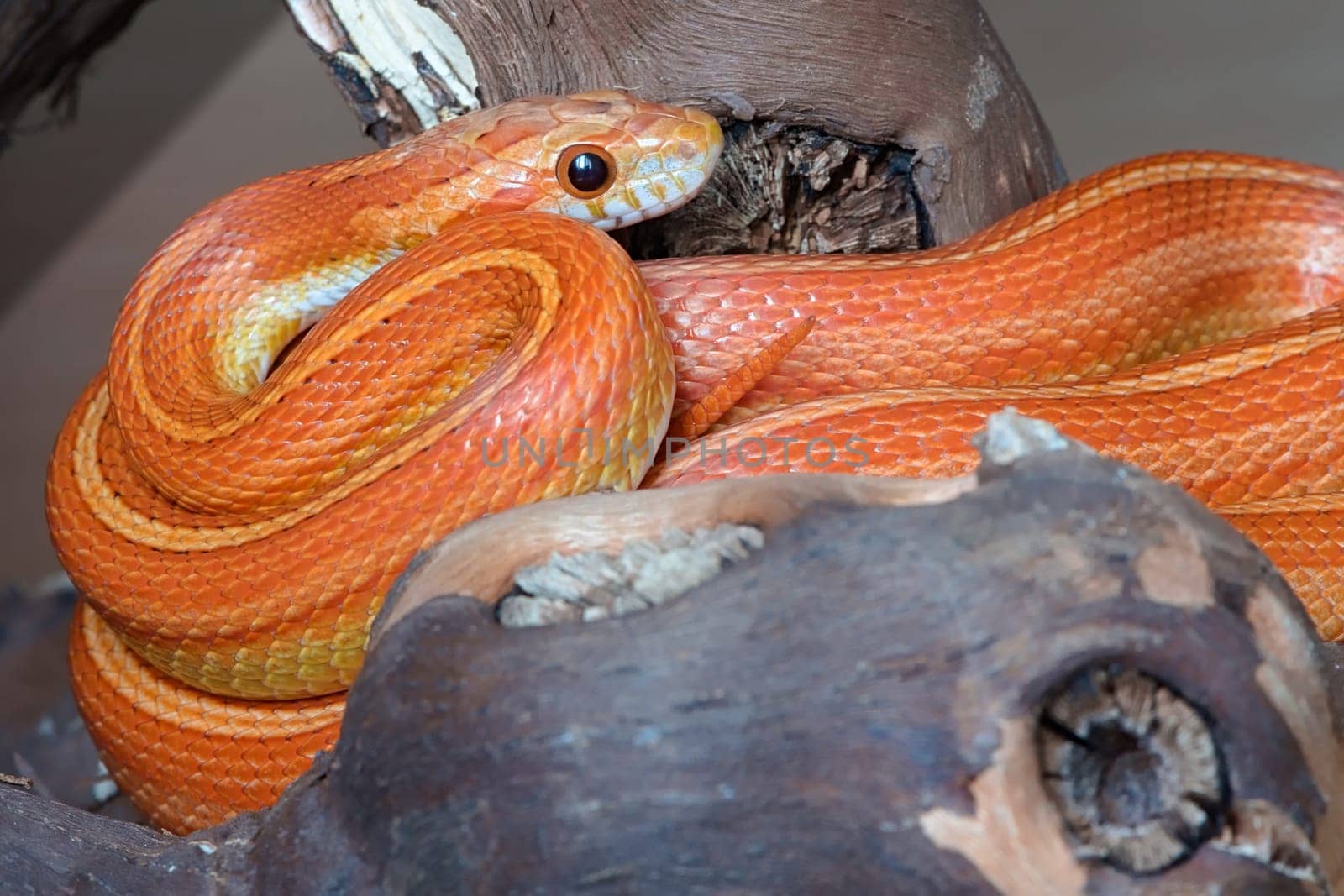 Strong catch light in the eyes of orange corn snake. Coiled round a thick branch, with tail poking up. Scales and skin gleam in the soft light.