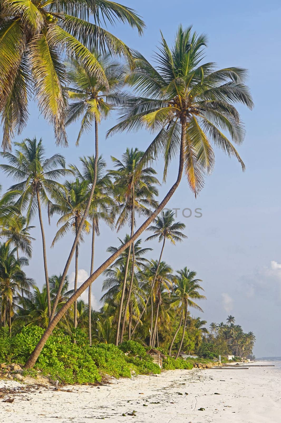 Bent palm tree at beach in Zanzibar