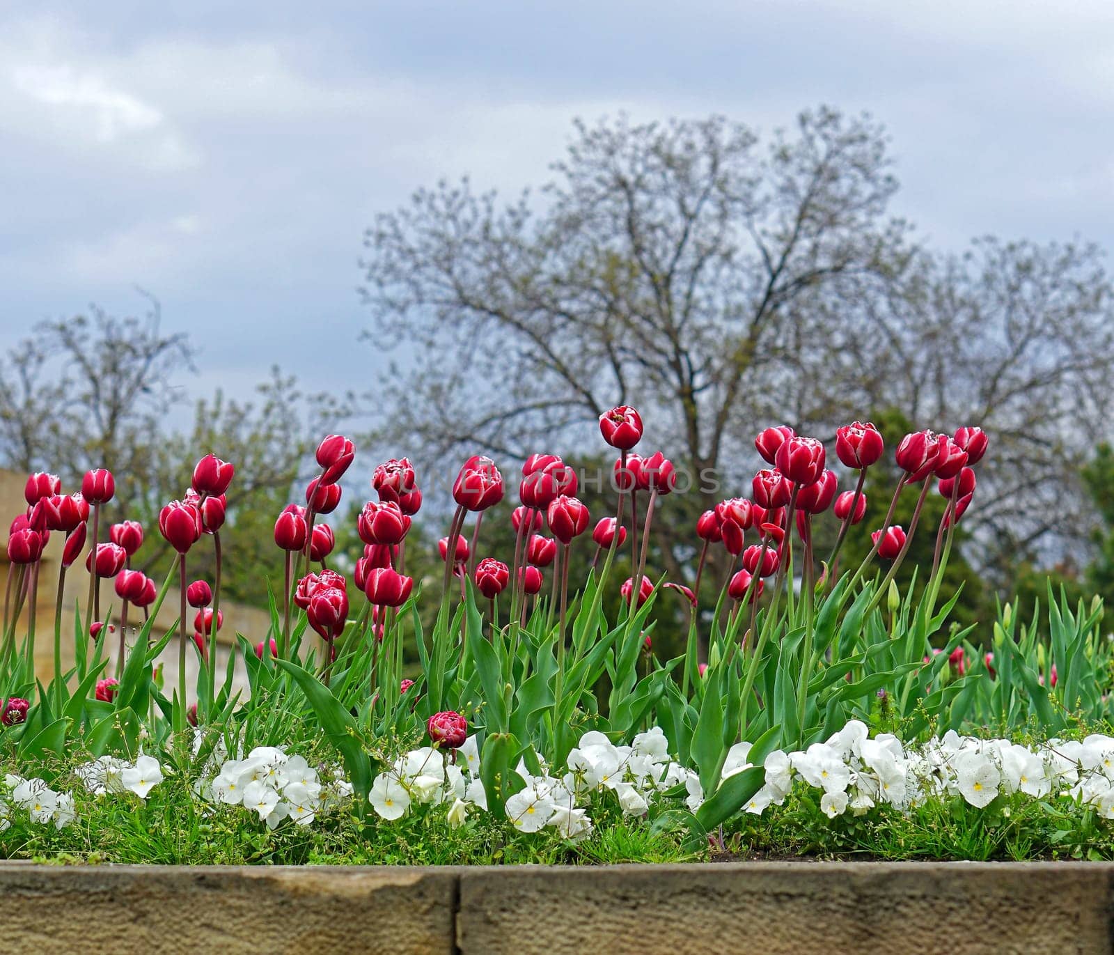 Purple tulip flowers at city park