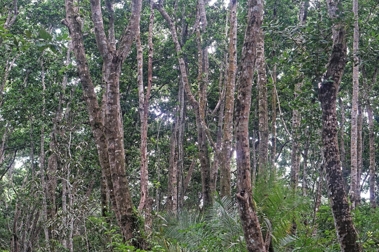 Tropical rainforest nature in Zanzibar