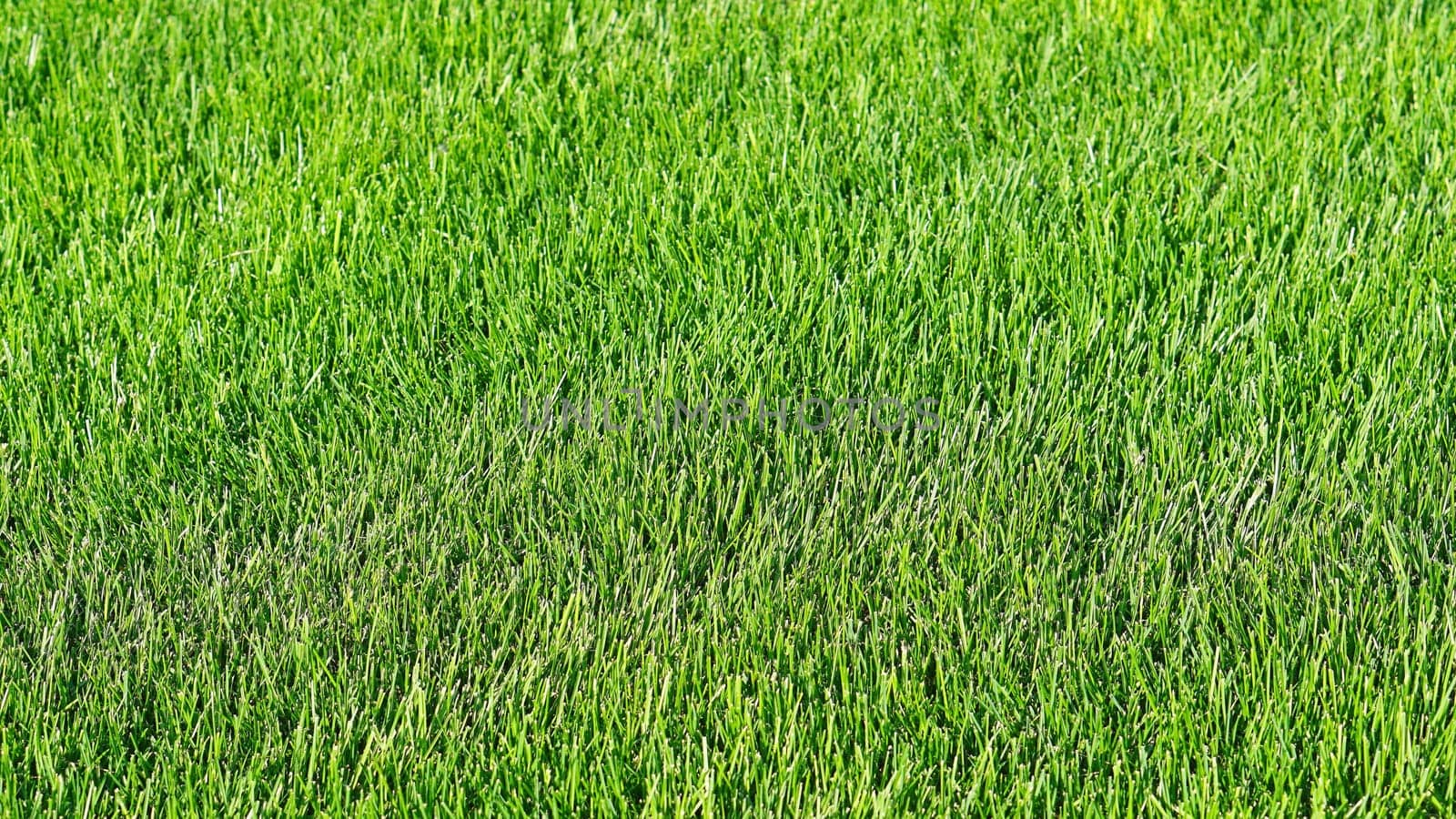 Green grass lawn field in park