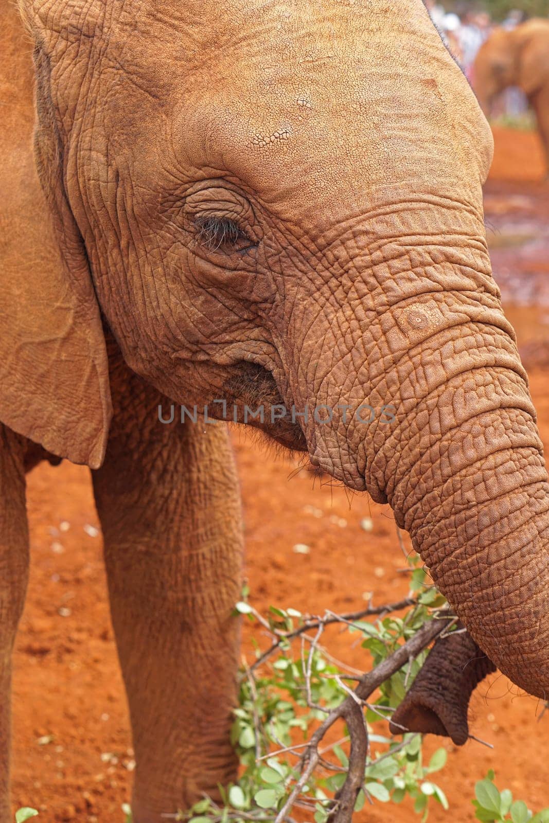 Small elephant eating leaves in Kenia