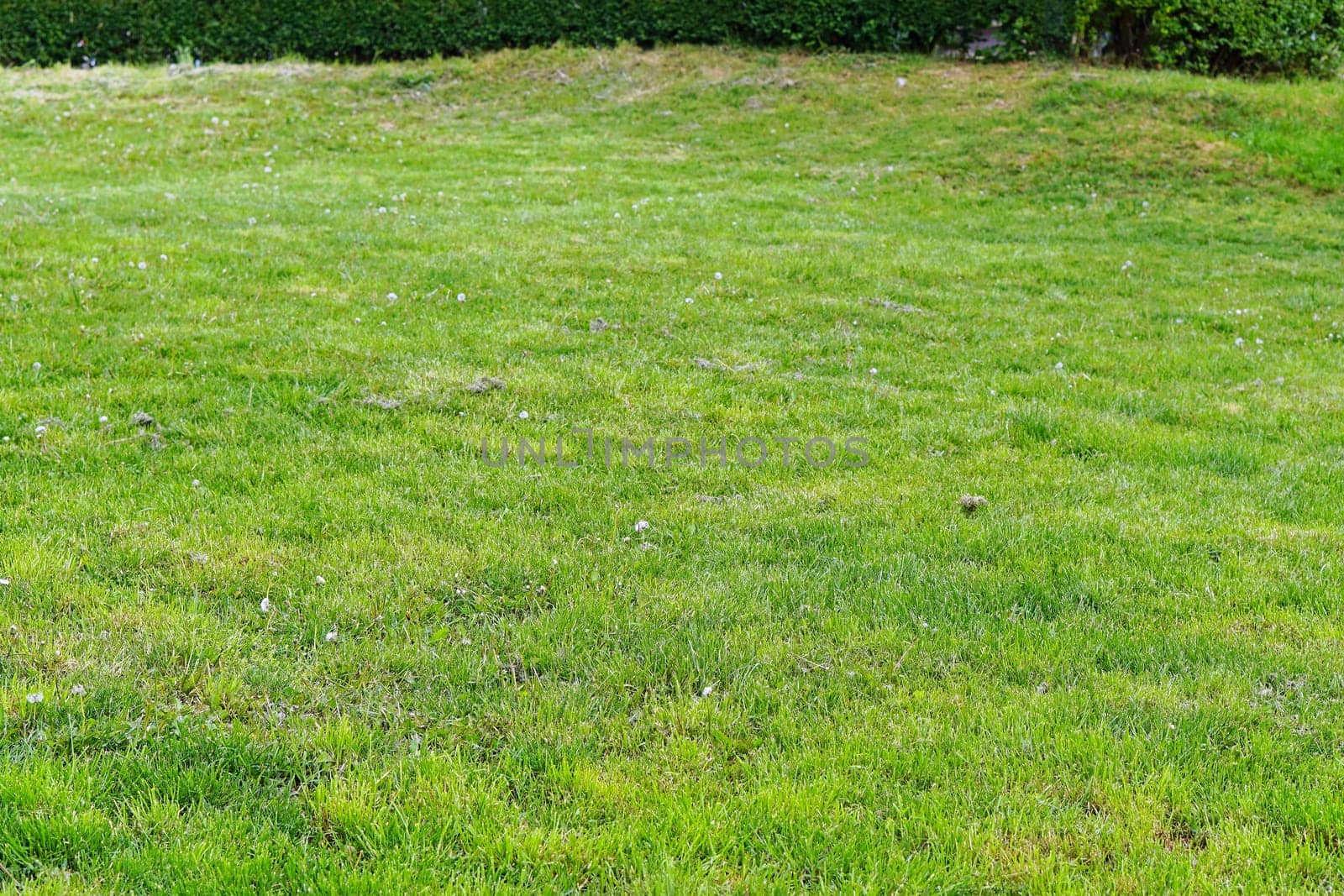 Green grass lawn field in park