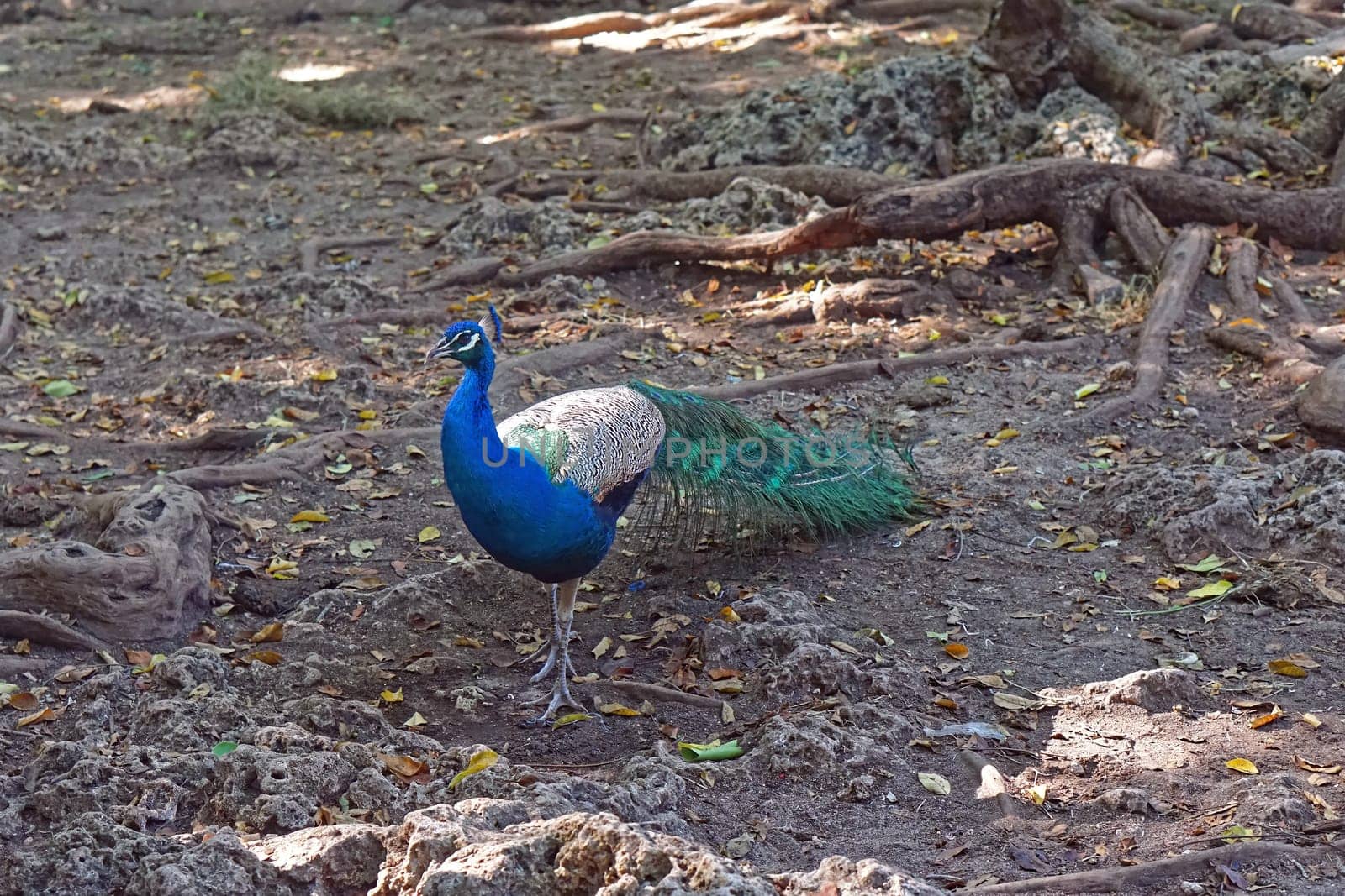 One peacock in wood