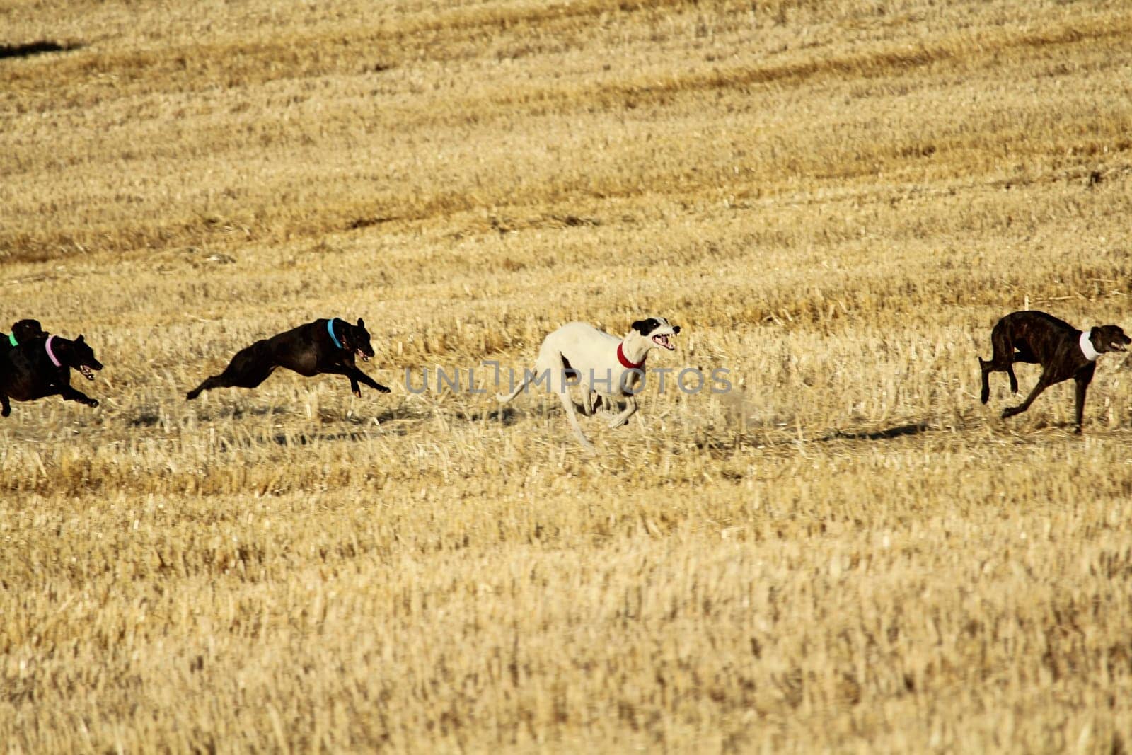 Spanish greyhound in mechanical hare race in the countryside