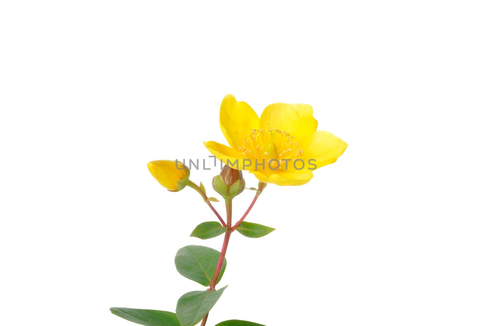 Ornamental St. John's Wort on a white background