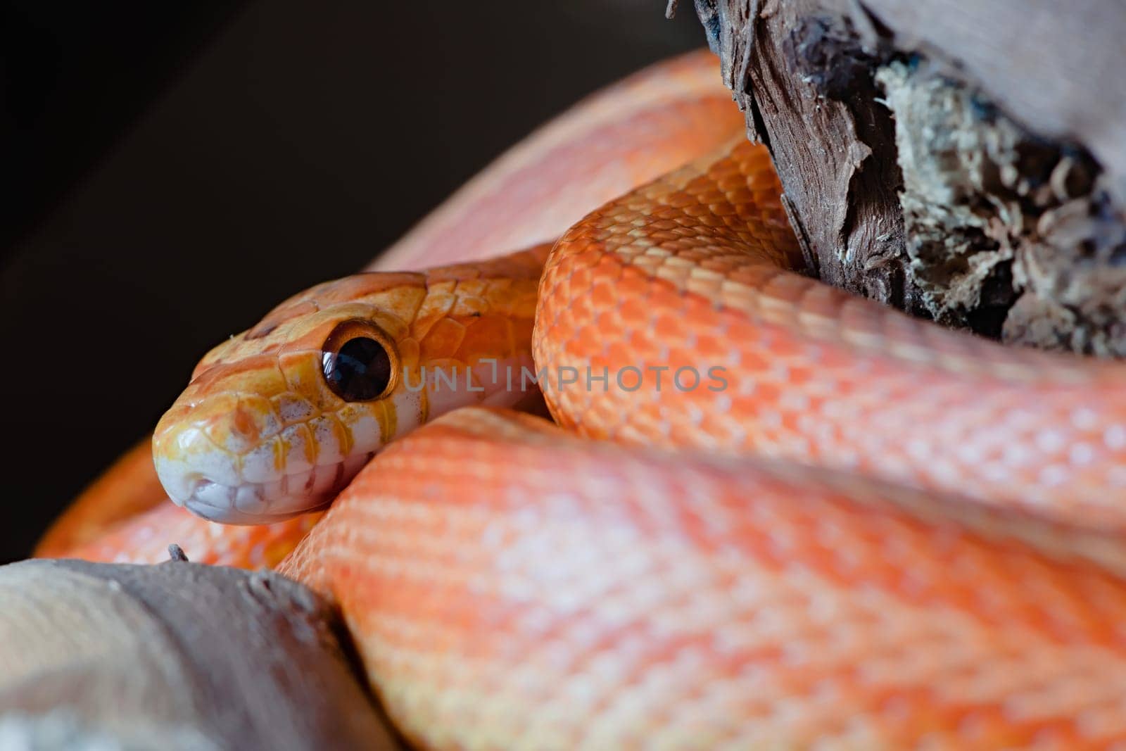 Super macro image of pet orange corn snake, face and especially eye is highlighted. Striking colors and coils lead into the image. Plain background.